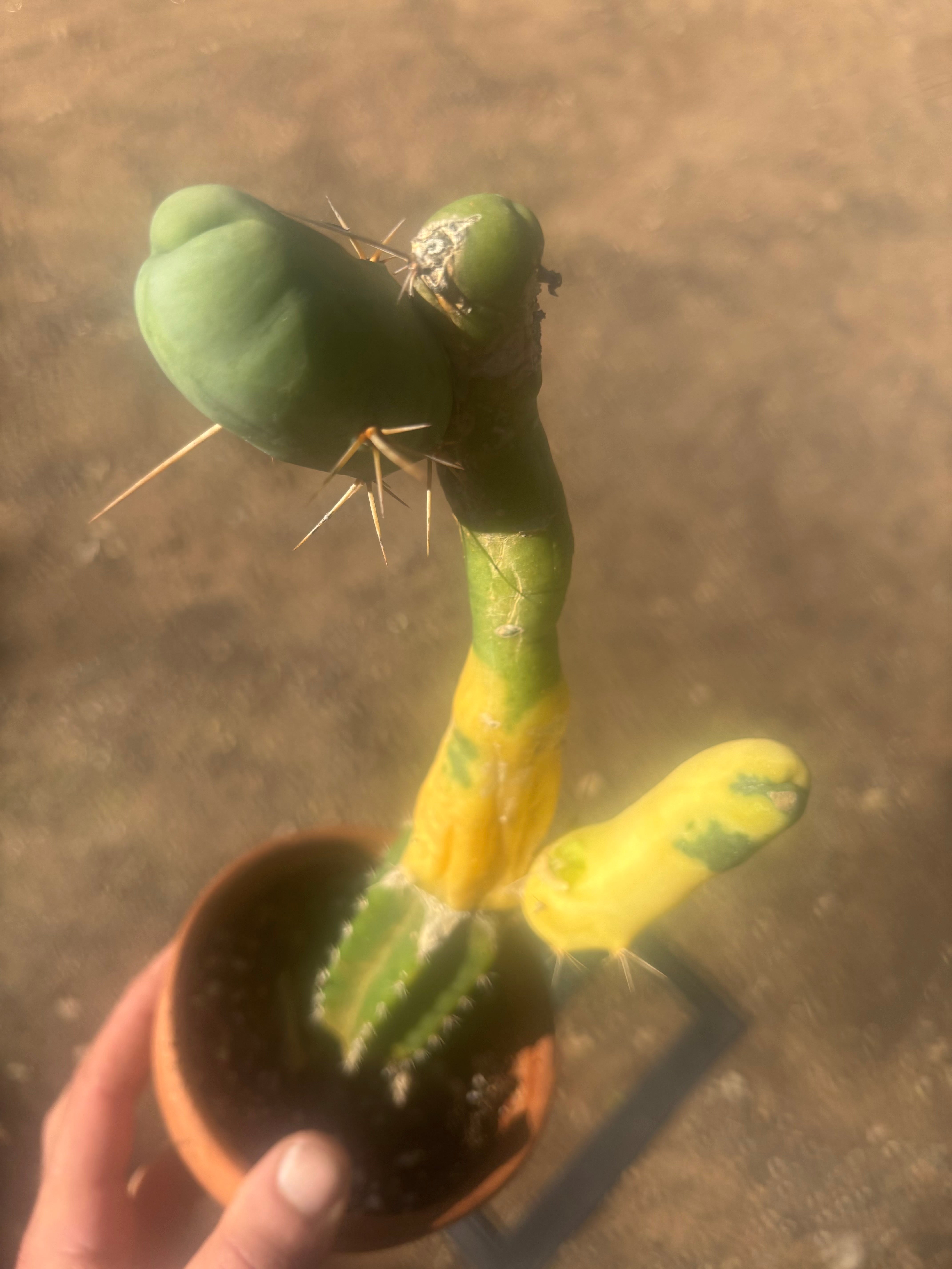 💎👑💎🌶️🌶️ TBM-b Variegated— Long Established Graft on Rooted Stock