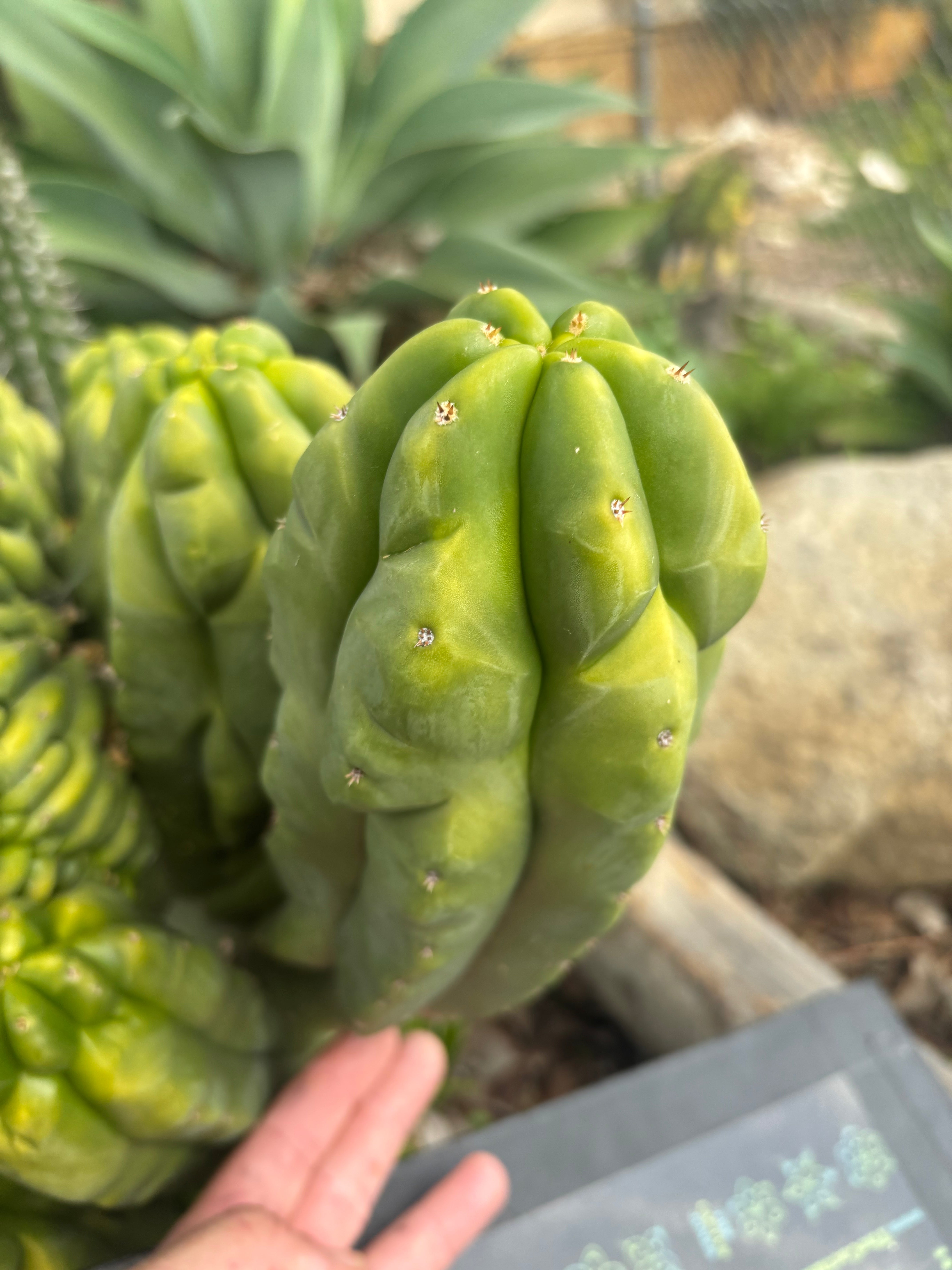 Custom Listing for Daniel S