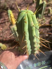 👑🌶️ MJC01  — 8” Pup