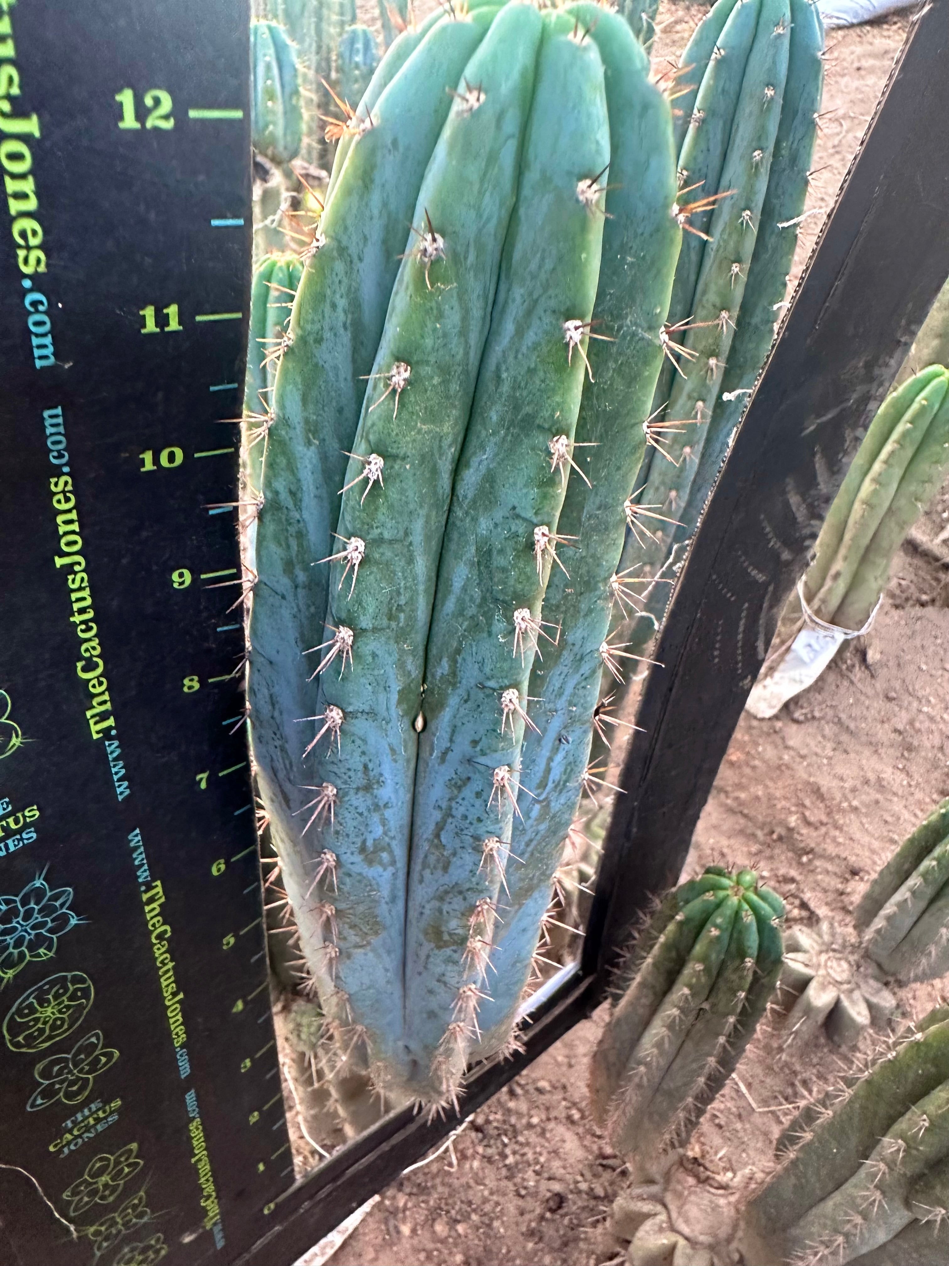 💎👑 Ferret— 13.5” Pup