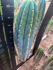 💎👑 Ferret— 13.5” Pup