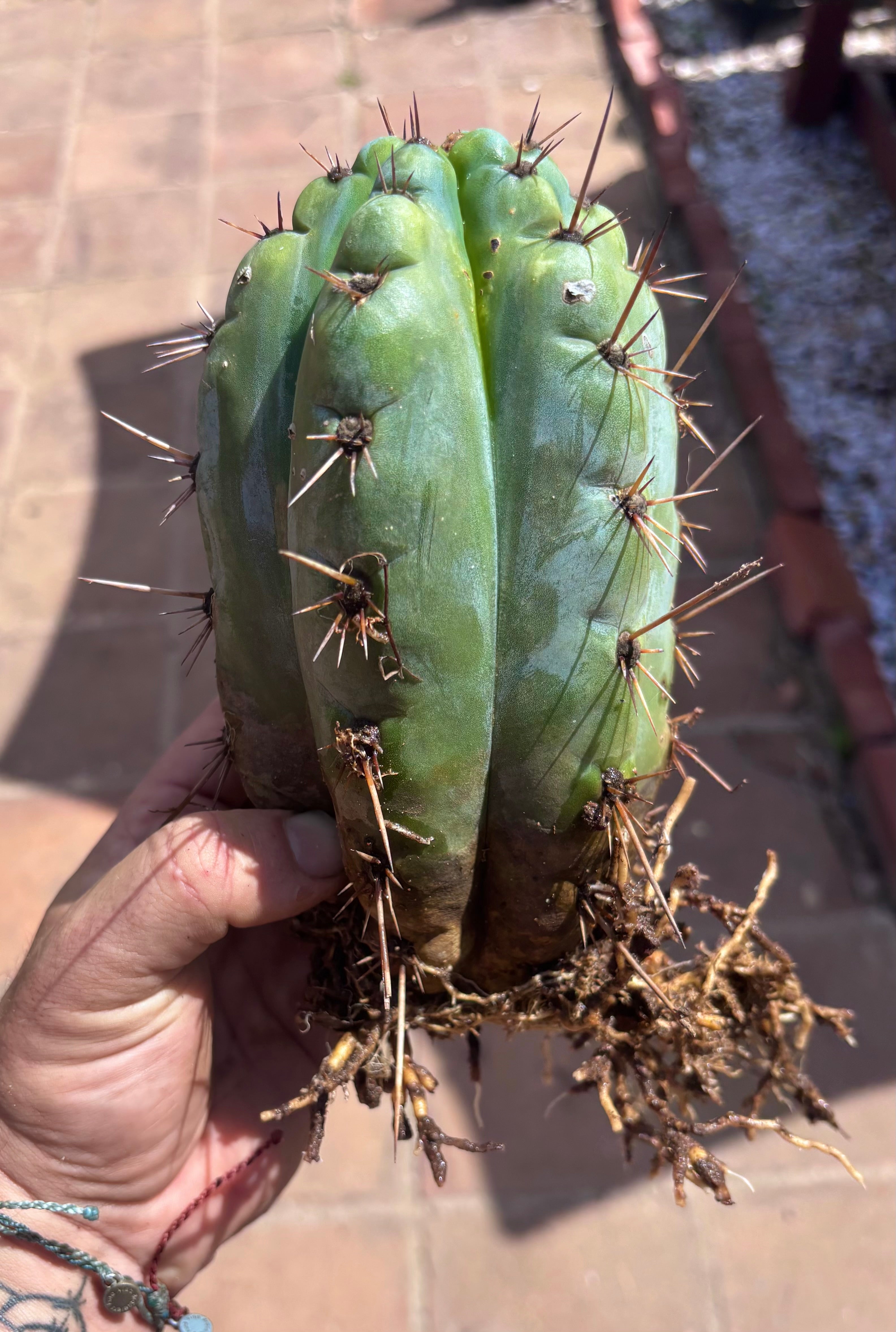 💎👑💎 Papa Smurf — Fat Rooted 8” Notch Bomb