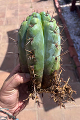 💎👑💎 Papa Smurf — Fat Rooted 8” Notch Bomb