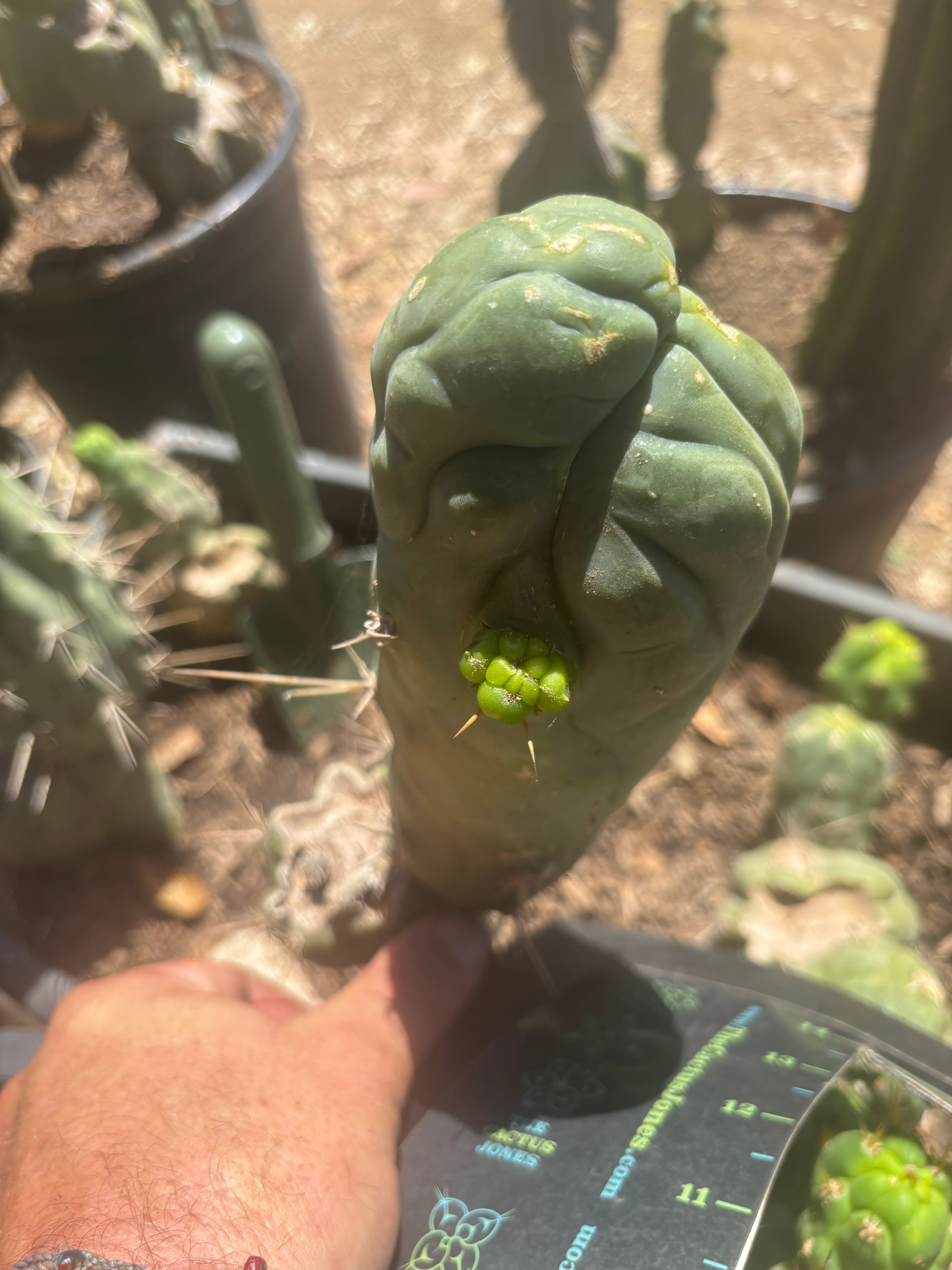 💎👑🐉 Bruce’s Dragon — Thick 8” Pup