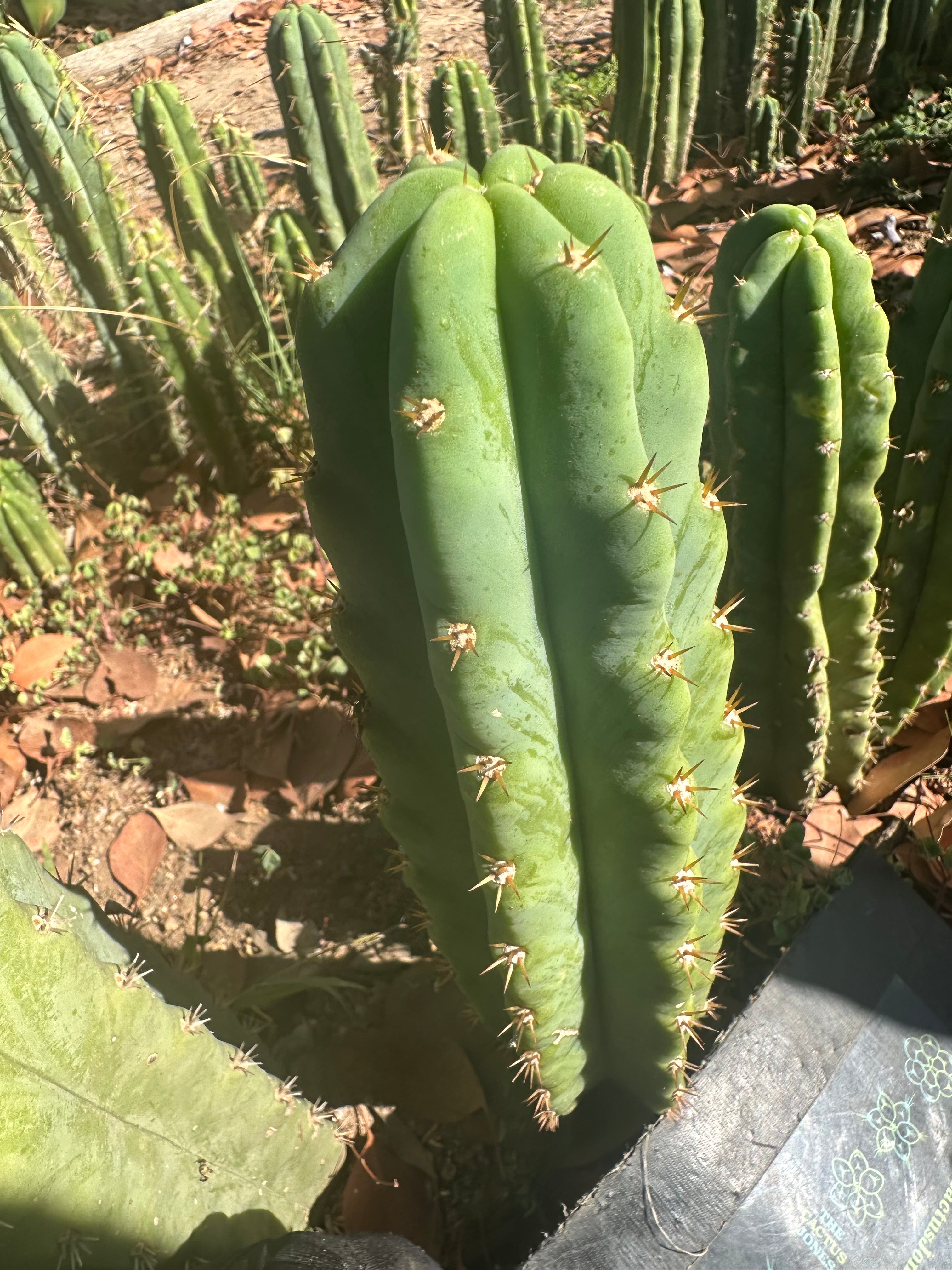 🌶️🌶️ NoidTwo —10” Tip