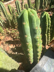 🌶️🌶️ NoidTwo —10” Tip