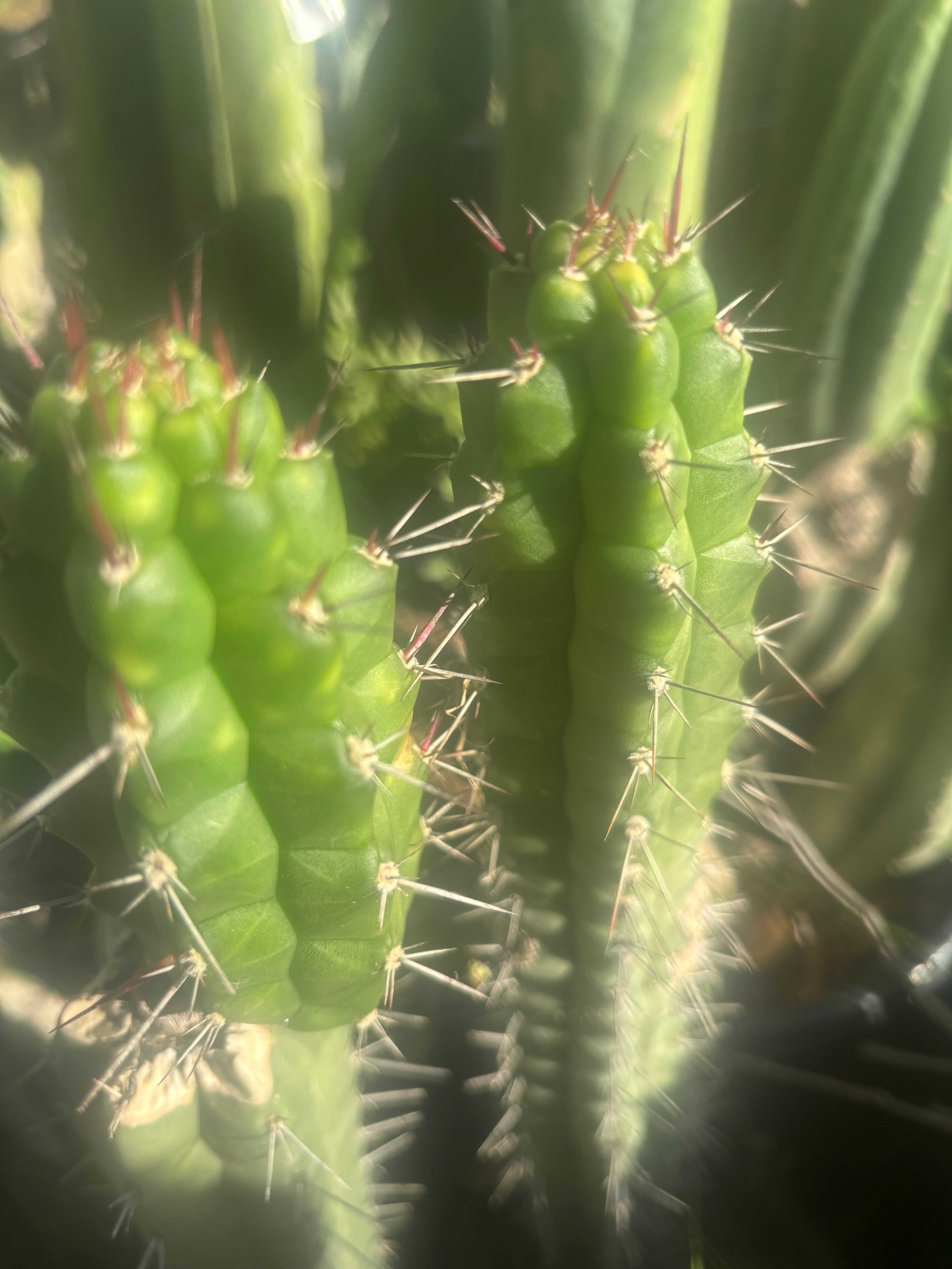 💎👑 Rauhocereus Riosaniensis — 9” Tip