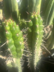 💎👑 Rauhocereus Riosaniensis — 9” Tip