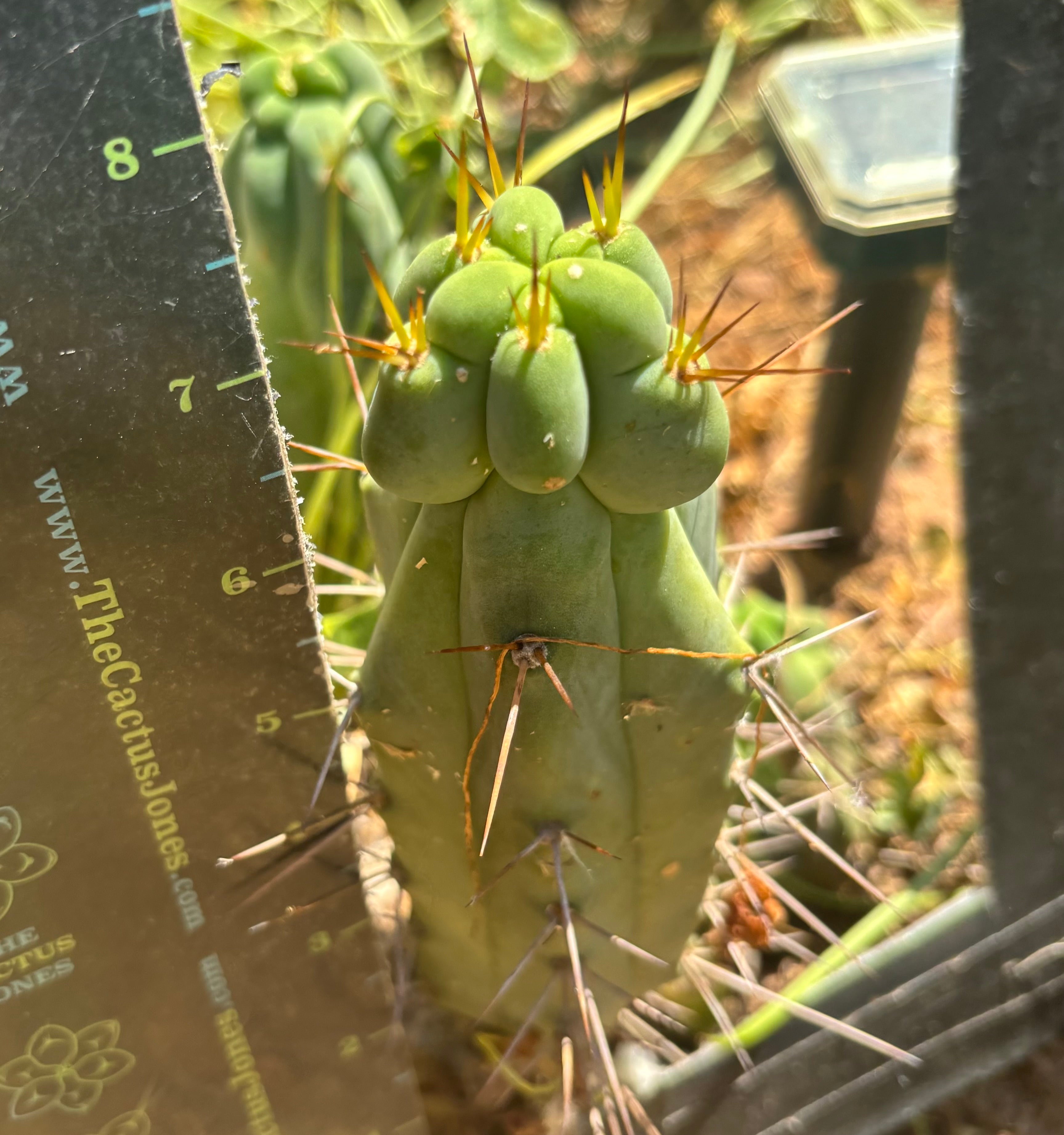 👑🌶️🌶️ Dulzura Wax — 8” Pup