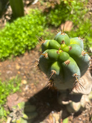 💎👑  Bart! — Chubby 8” Pup