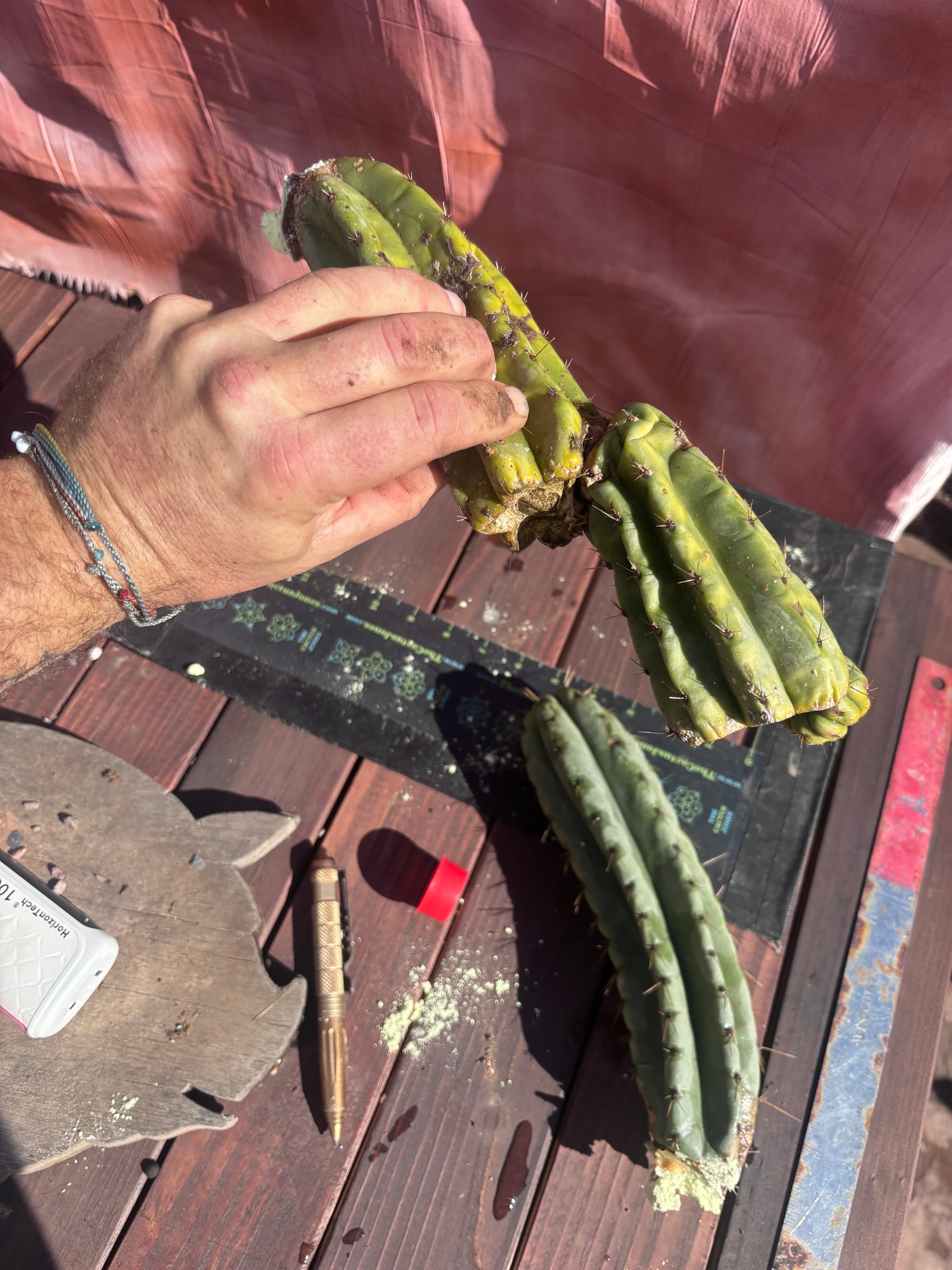 👑🌶️ Yowie — 24” Total