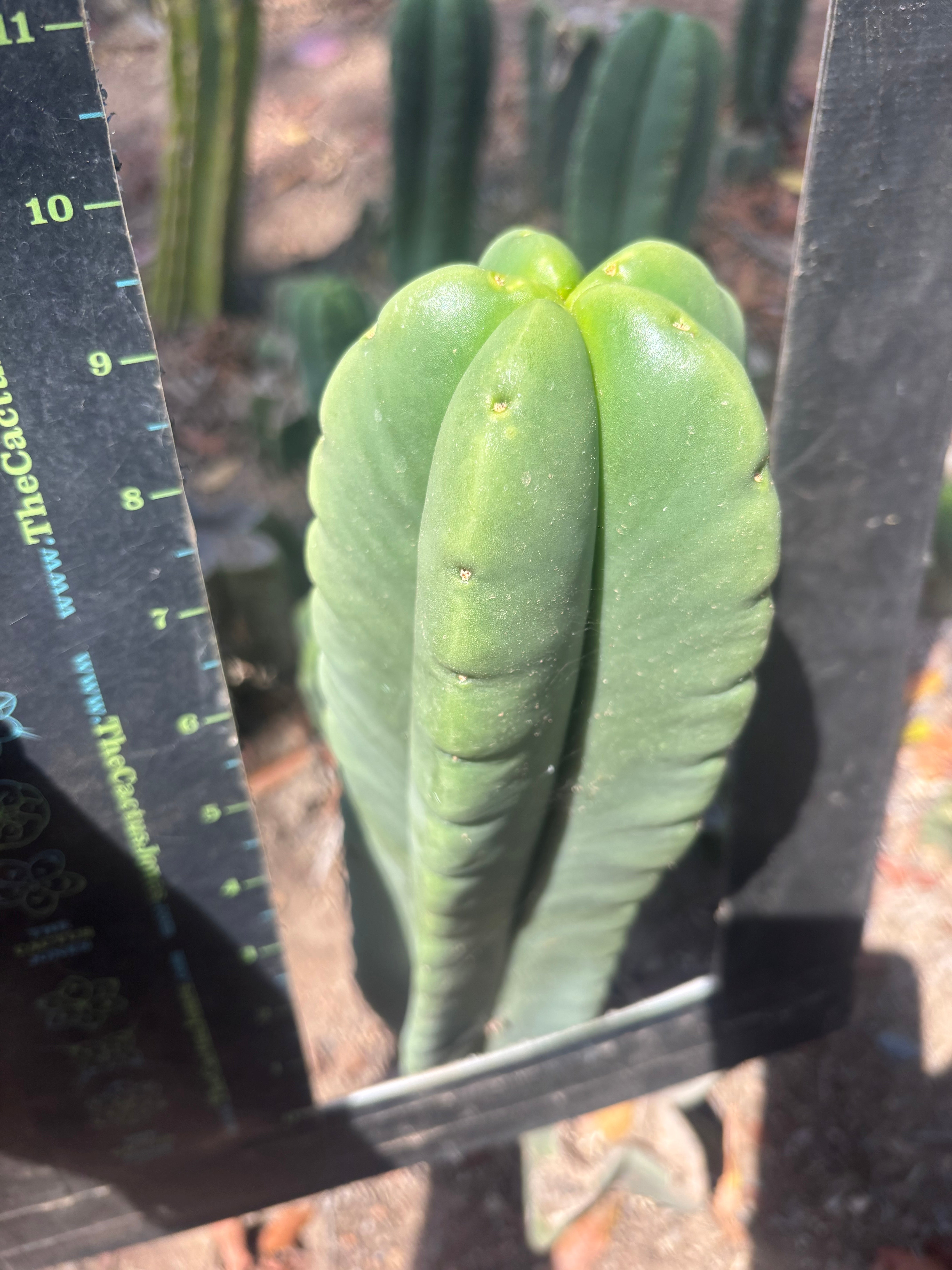 💎👑🌶️ Ferah — 9” Tip