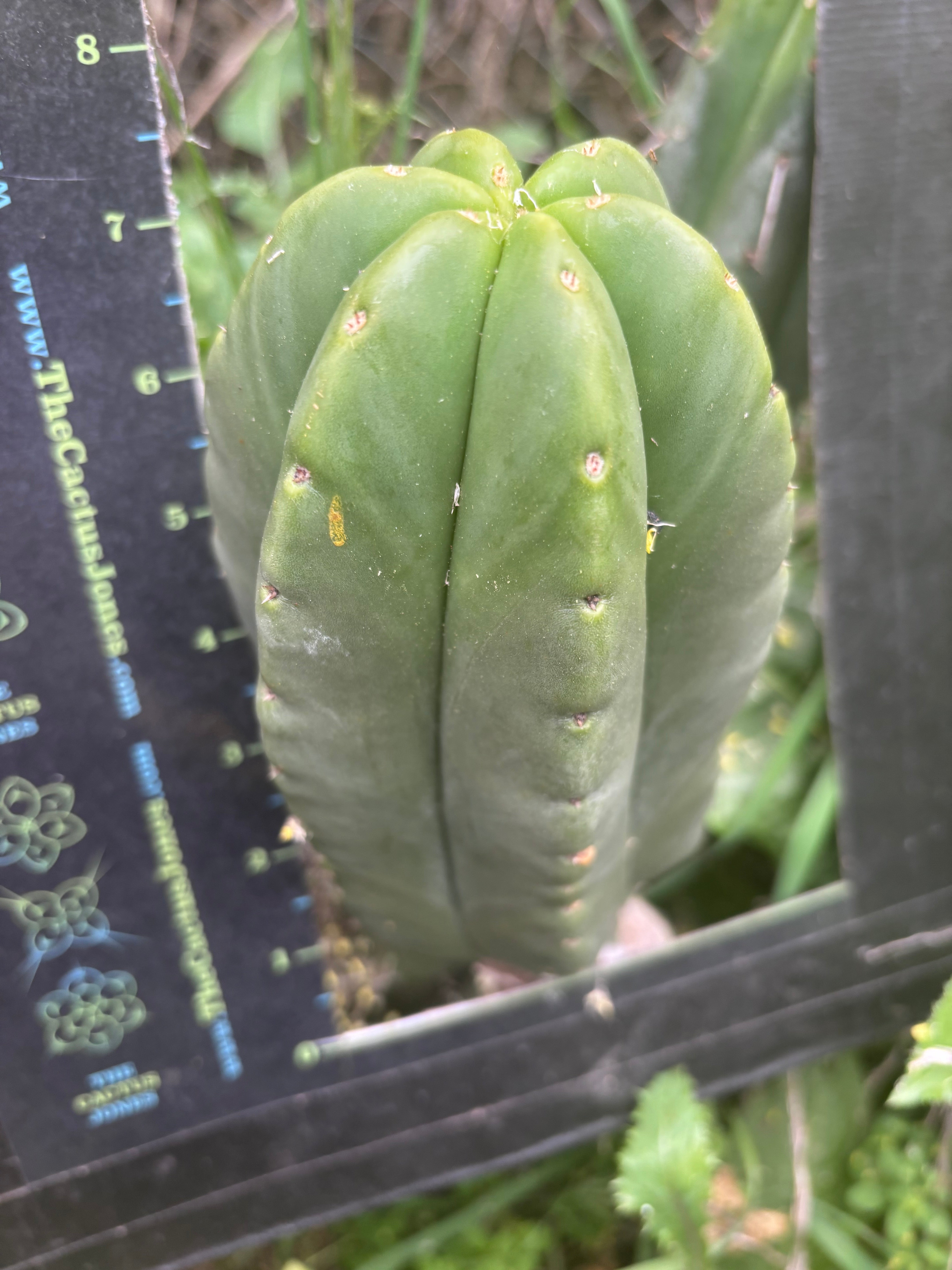 👑💎 Mesa Gardens Scop — Fat 7” Melon Pup