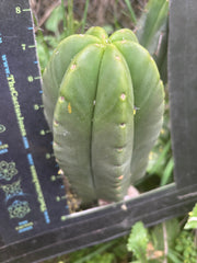 👑💎 Mesa Gardens Scop — Fat 7” Melon Pup