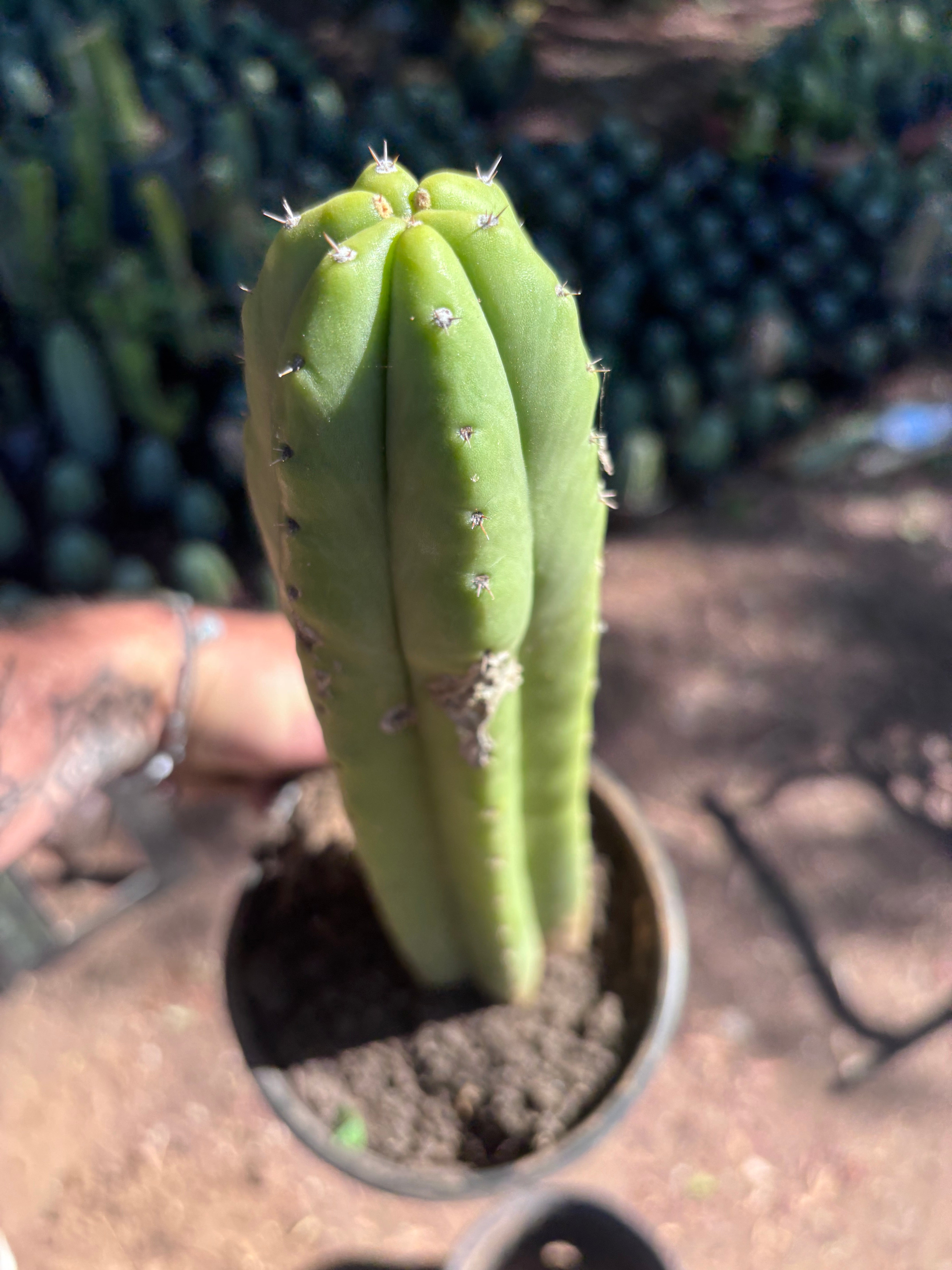 👑🌶️ Ecuadorian Pach — Rooted 13”