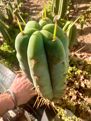 🌶️ Sharxx x Ben — 12” Tips