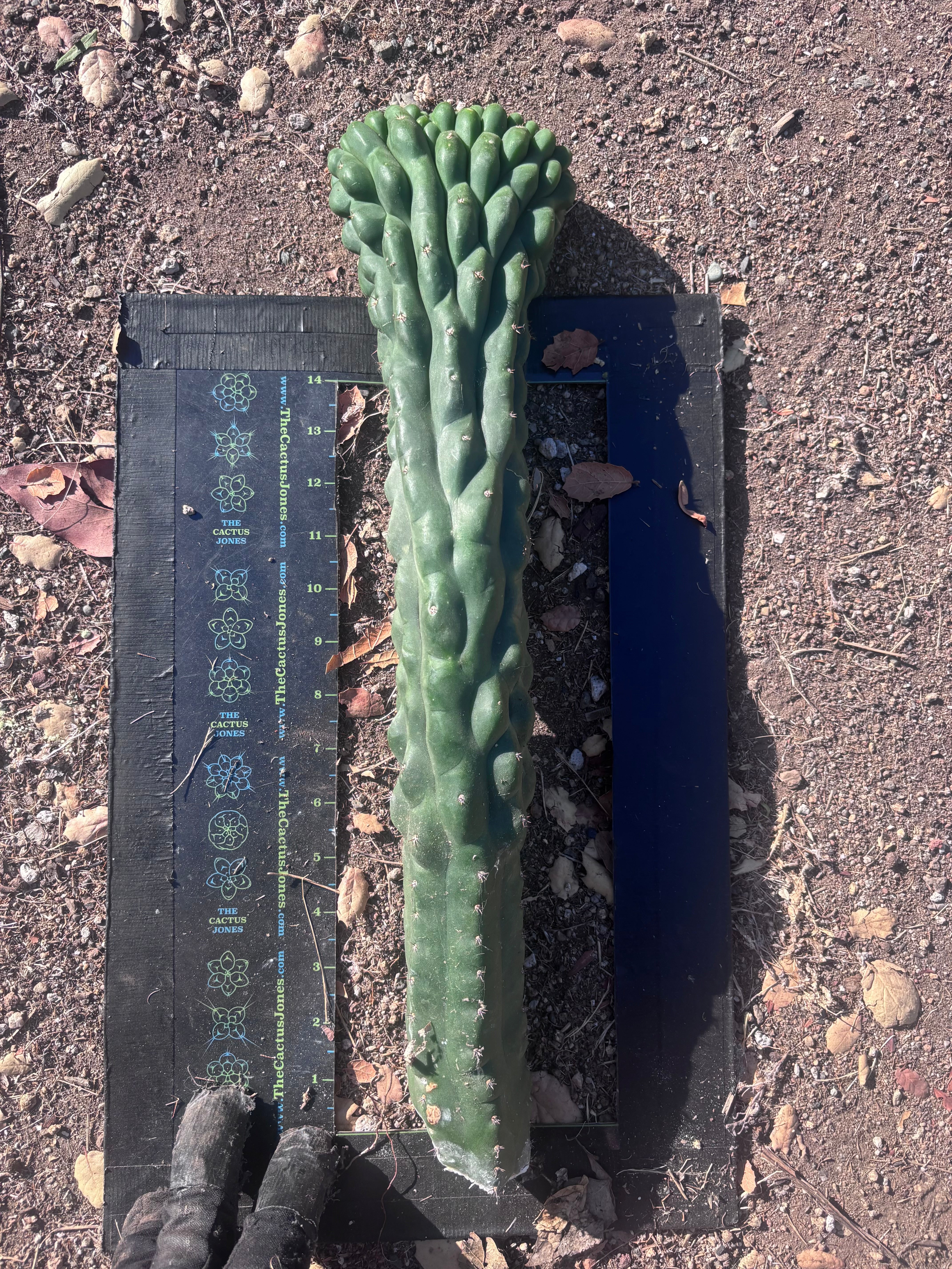 💎👑 TPMC — XL 17” Cresting Scepter