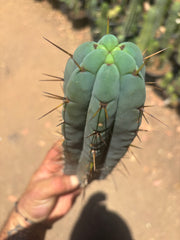 👑🌶️🌶️ Pala — Chonky 11” Pup