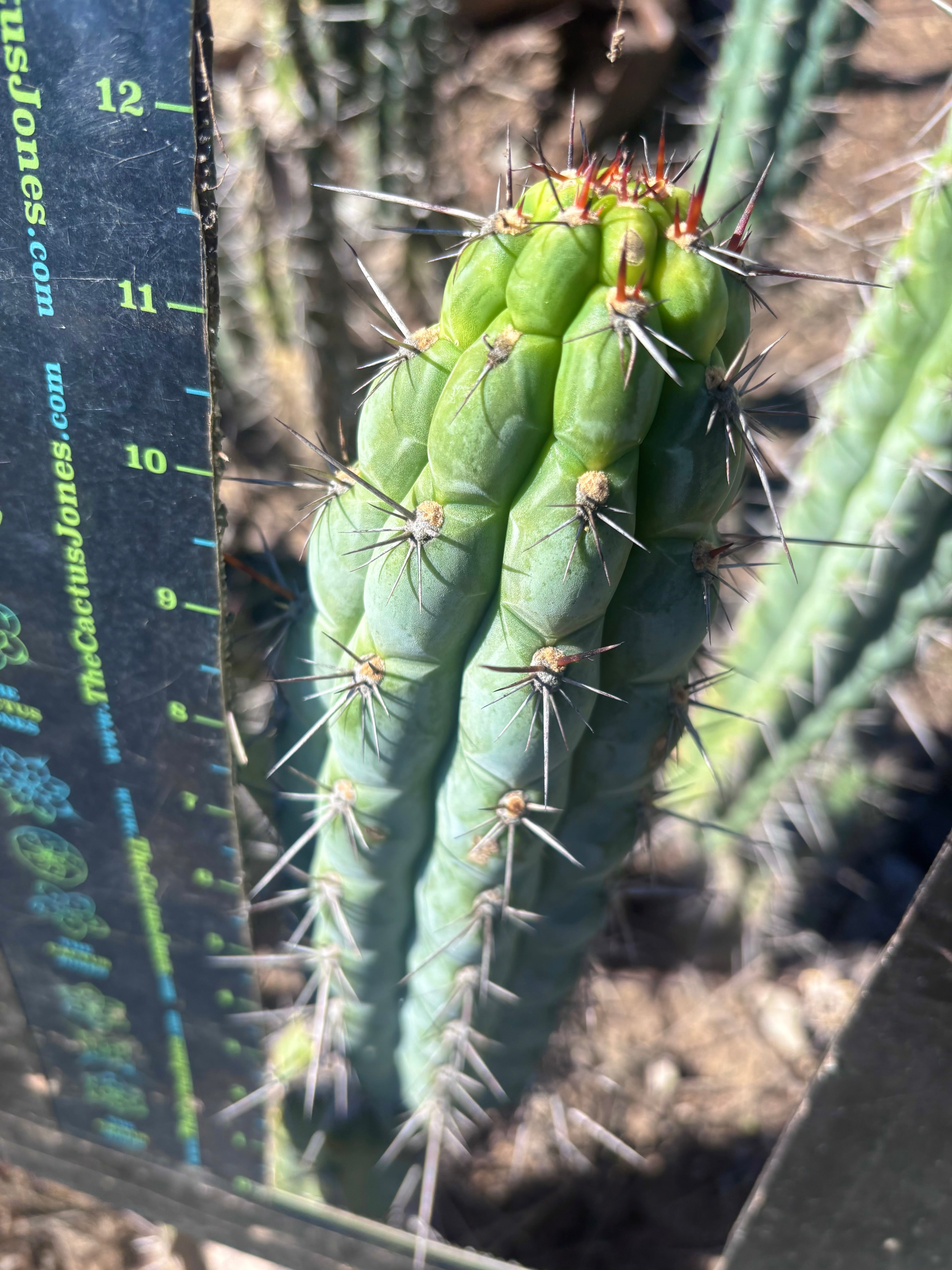 👑 Chala — 12” Tips