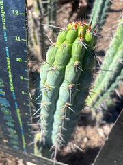 👑 Chala — 12” Tips