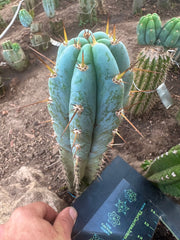 👑💎 Len — 9” Tip