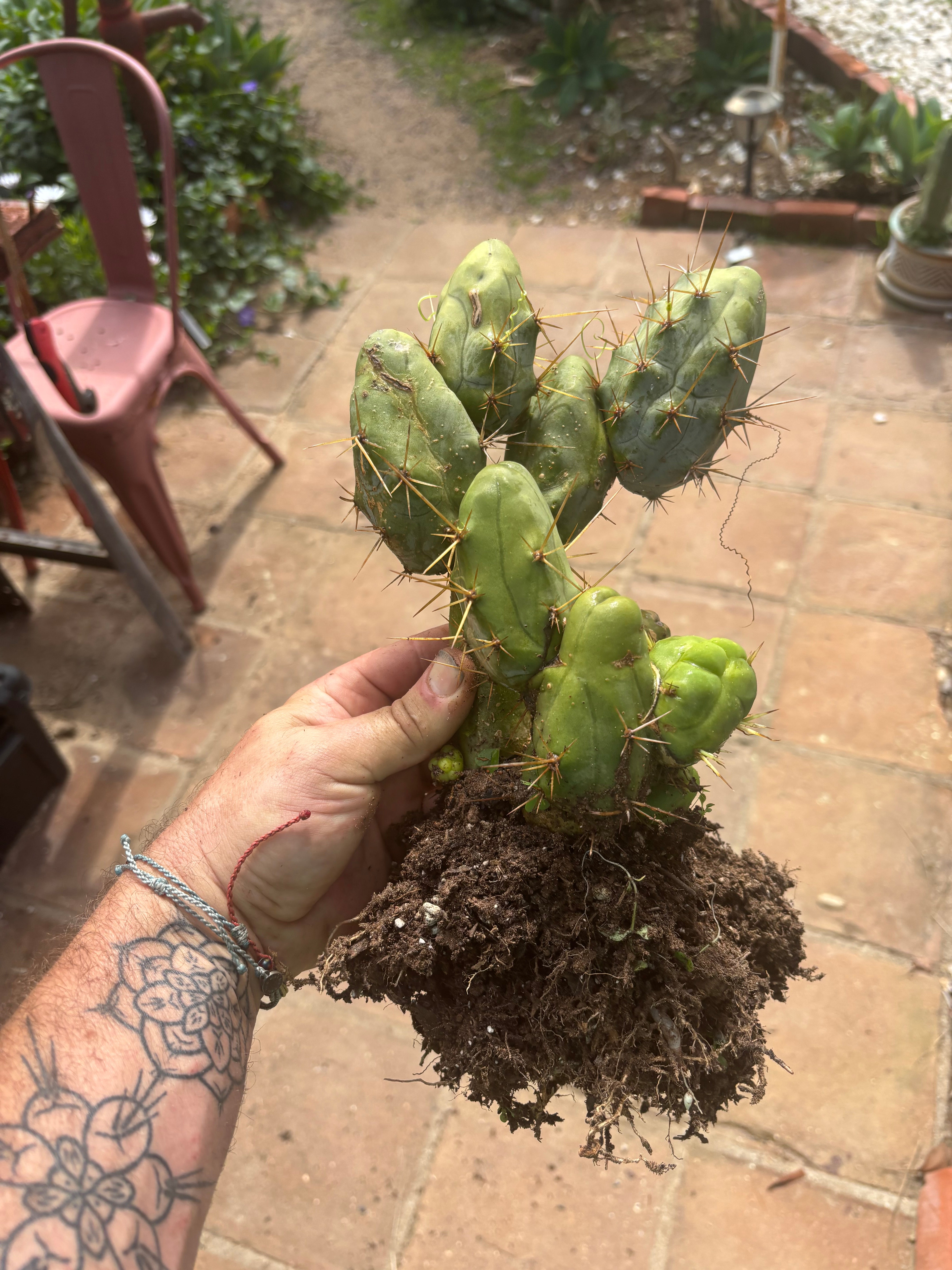 👑🌶️🌶️  TBM  Clone B — XL Rooted Cluster