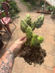 👑🌶️🌶️  TBM  Clone B — XL Rooted Cluster