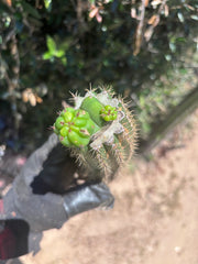 👑🌶️🌶️ KR04 — Another Whole Rooted Graft