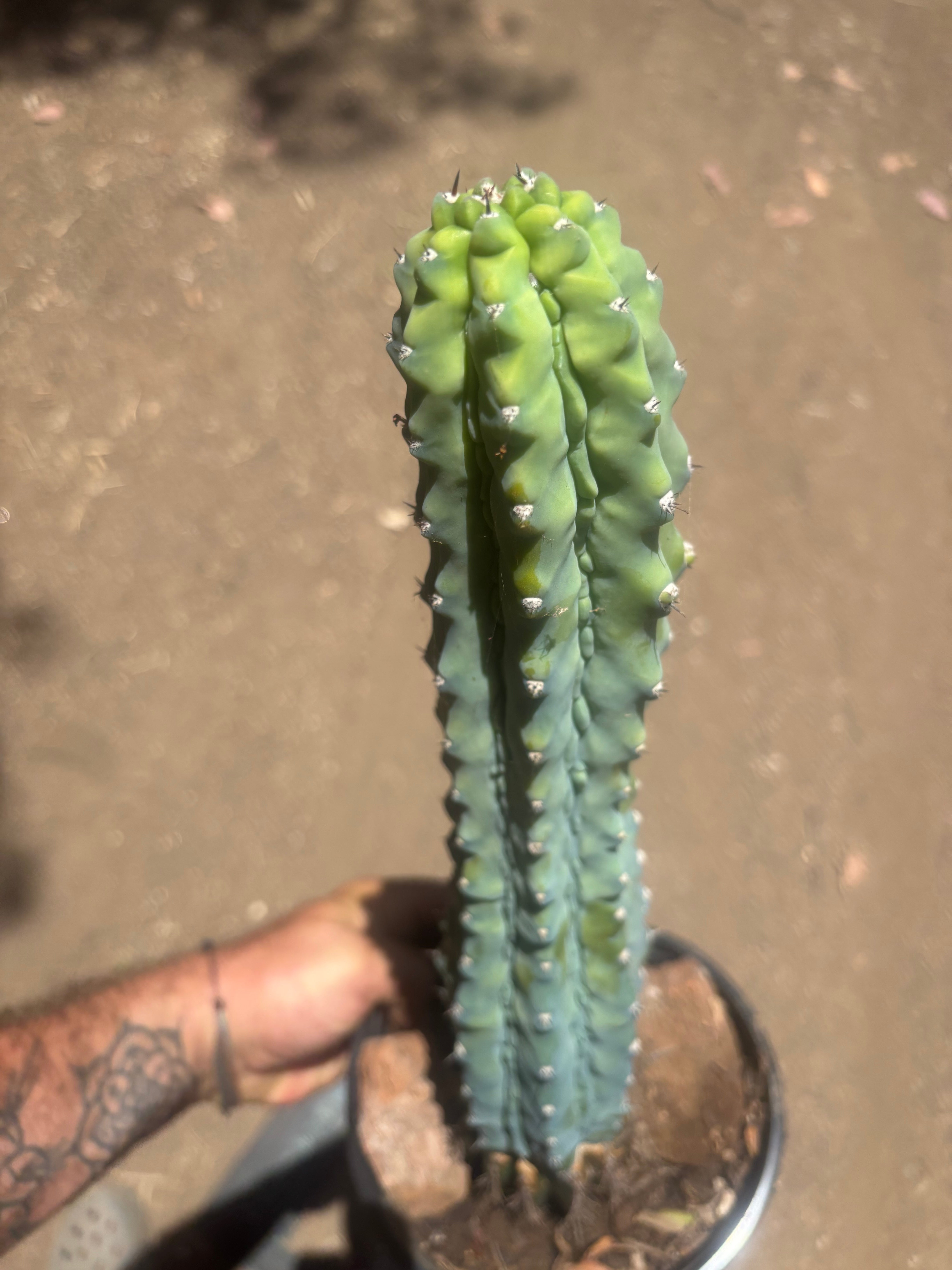 👑💎 Grecas — XL Established Tip Graft, Rooted