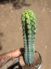 👑💎 Grecas — XL Established Tip Graft, Rooted