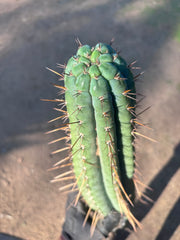 👑🌶️💎 Xochi — XXL 21” Tip