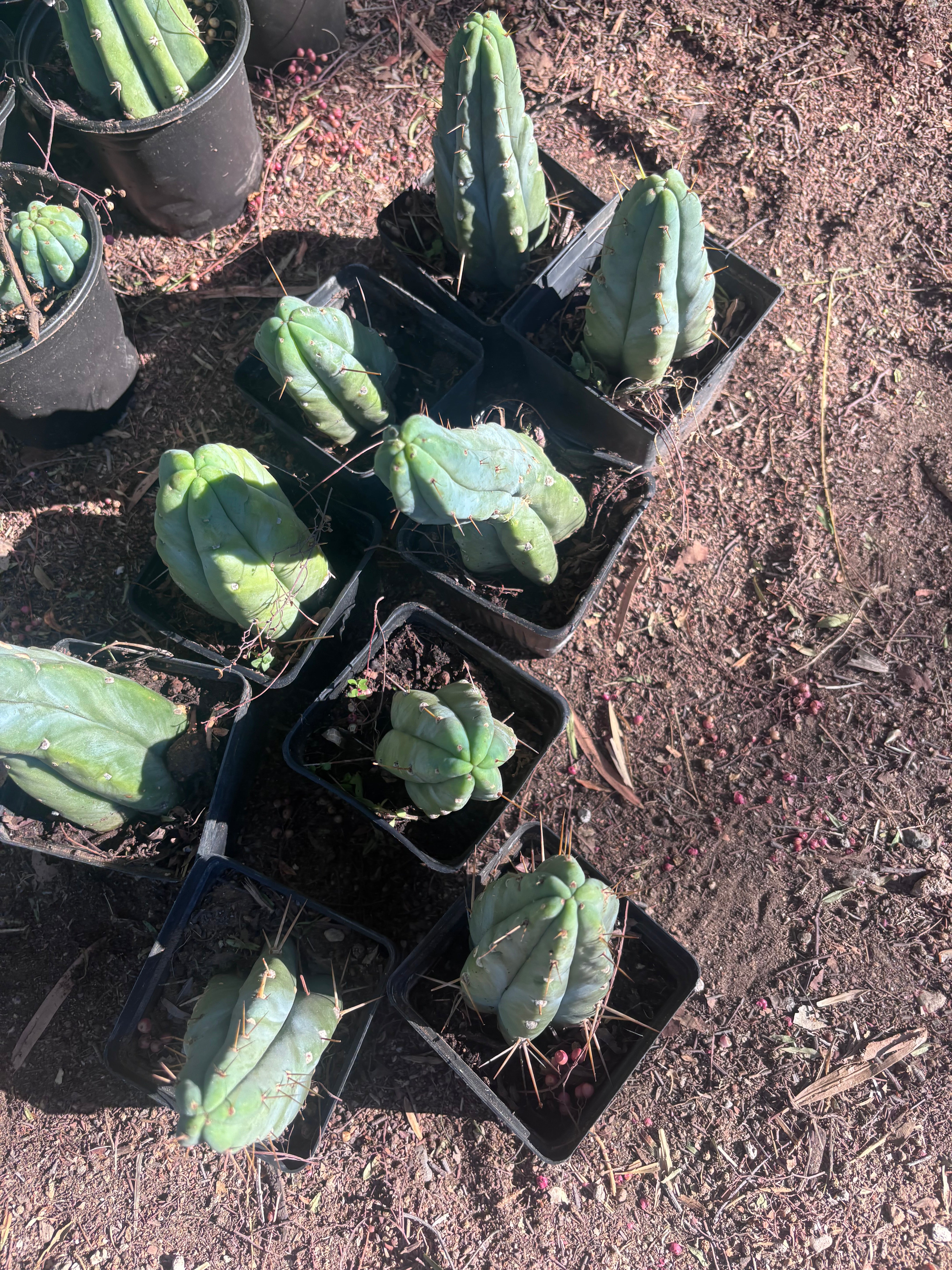 👑🌶️🌶️ Jiimz Twin Spine — Rooted Tips