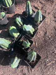 👑🌶️🌶️ Jiimz Twin Spine — Rooted Tips