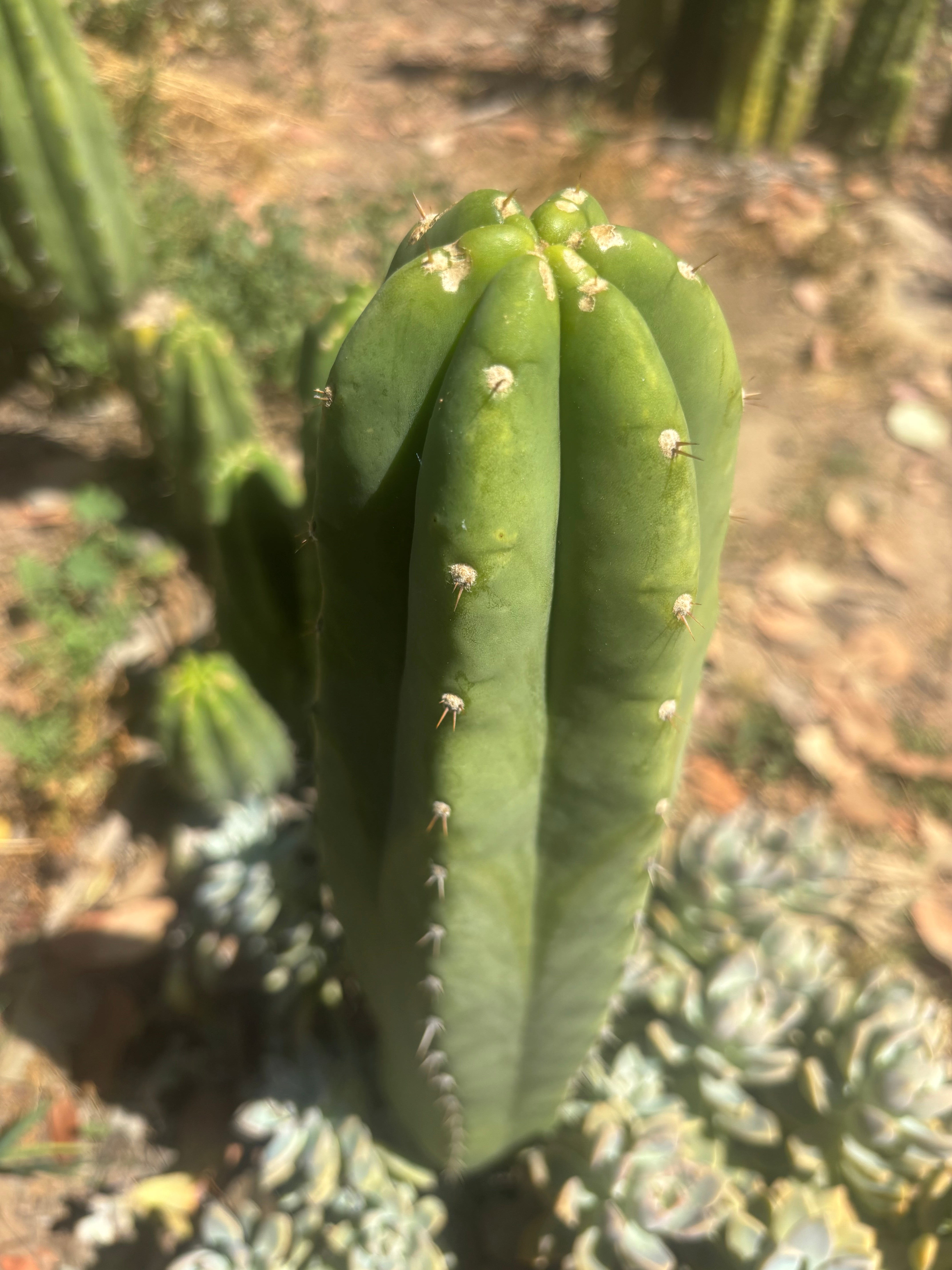 👑🌶️🌶️ Landfill — Another 11” Tip