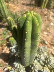 👑🌶️🌶️ Landfill — Another 11” Tip