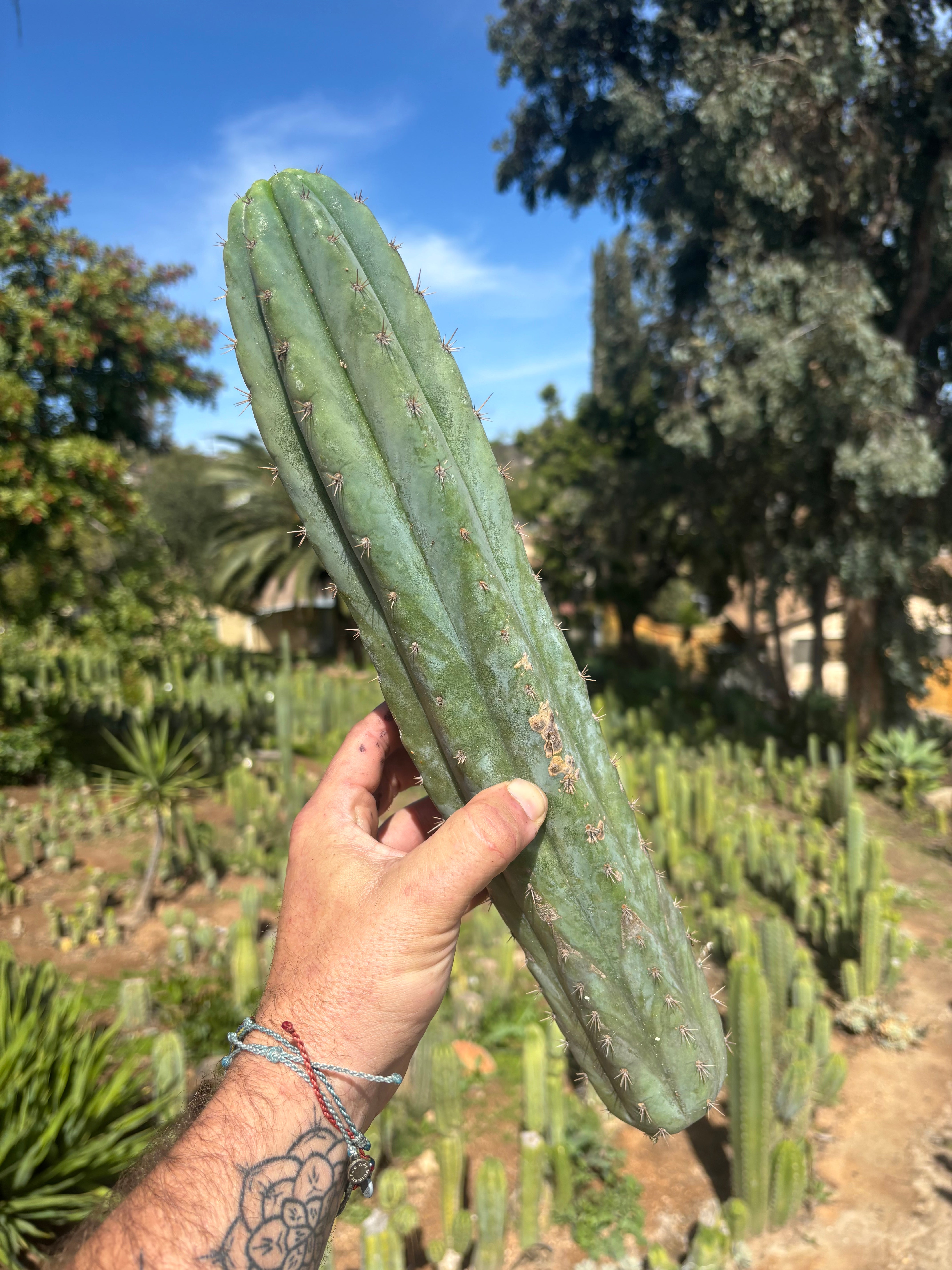 👑🌶️ Ventucky Blue — XL 16” Pup