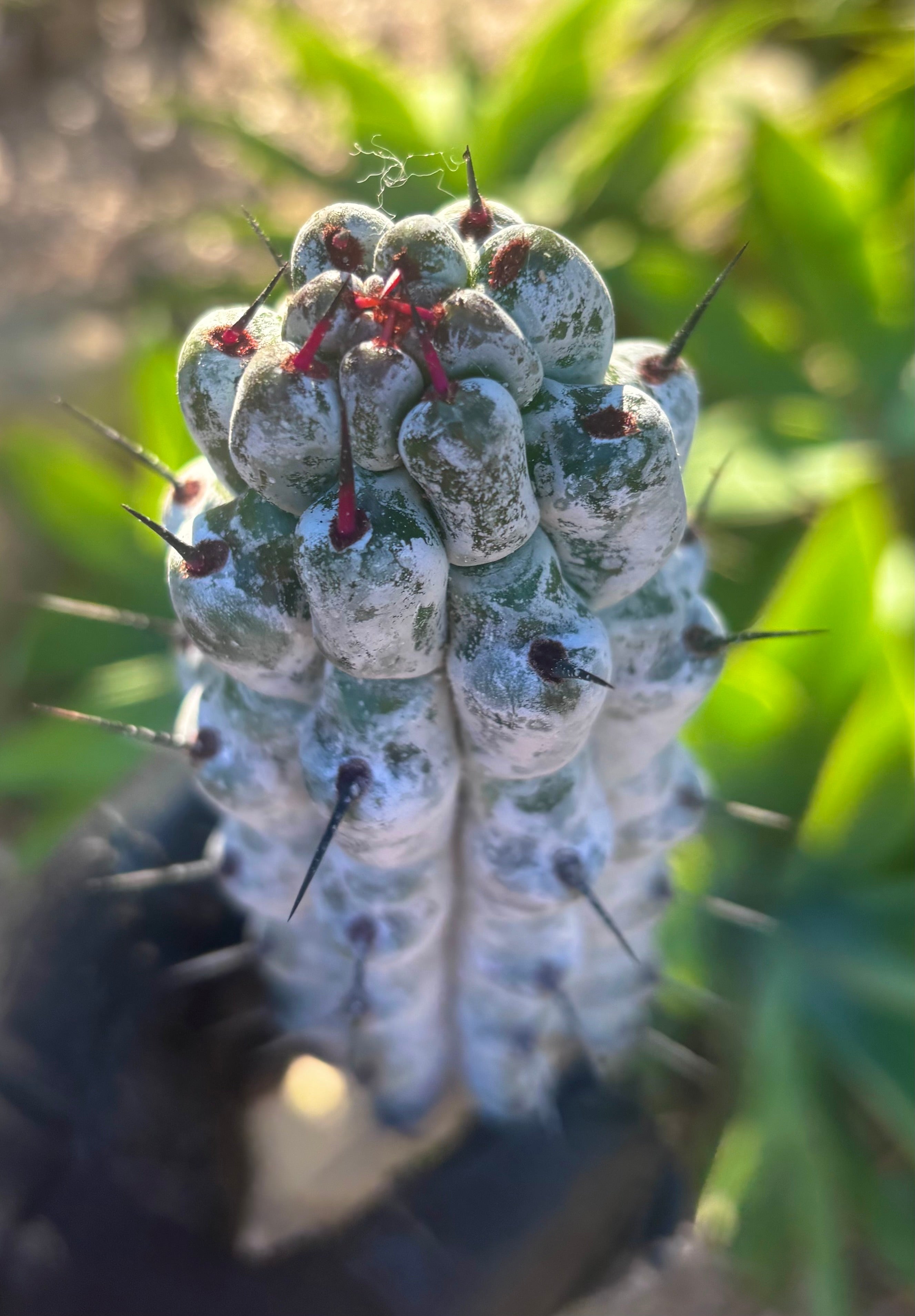 Stenocereus Beneckei — 10” Pup