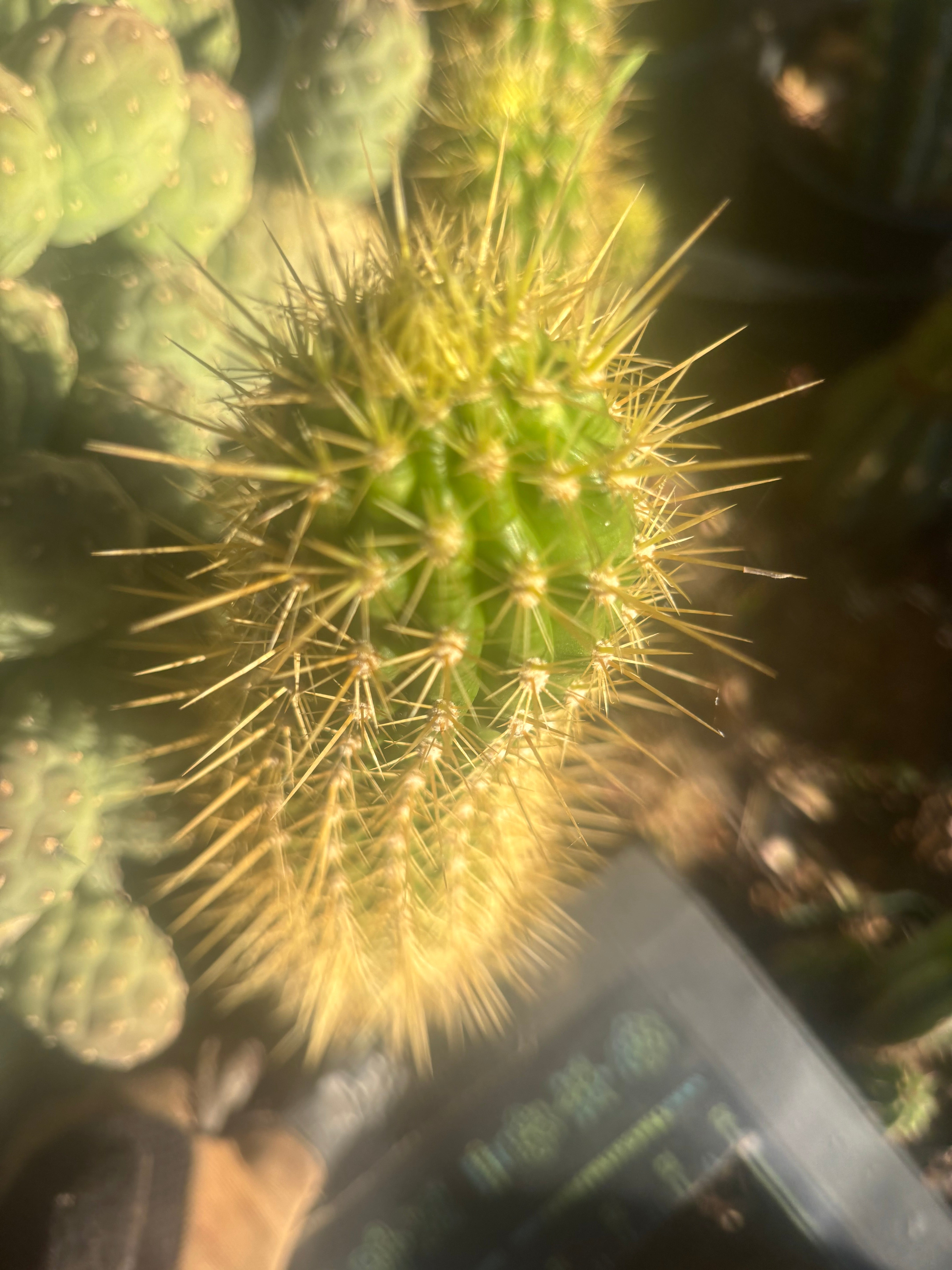 💎 T.Camarguensis  — 12” Tip