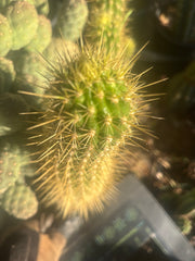 💎 T.Camarguensis  — 12” Tip