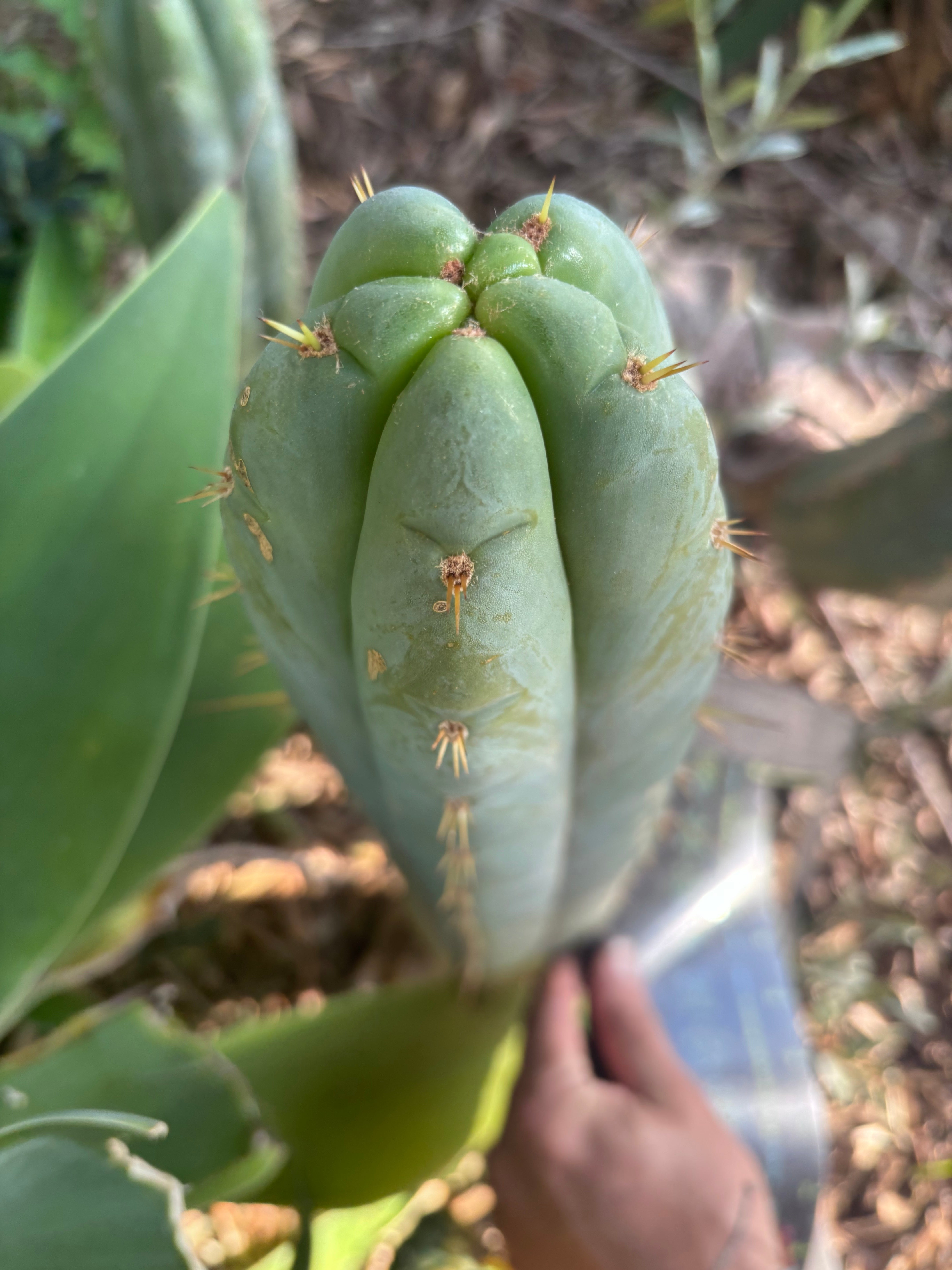 💎👑 Lotusland Huanu —  XL Fat-n-Frosty 14” Tip
