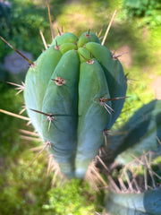 💎 Huarazensis x Bertha —  Massive 14” Tip