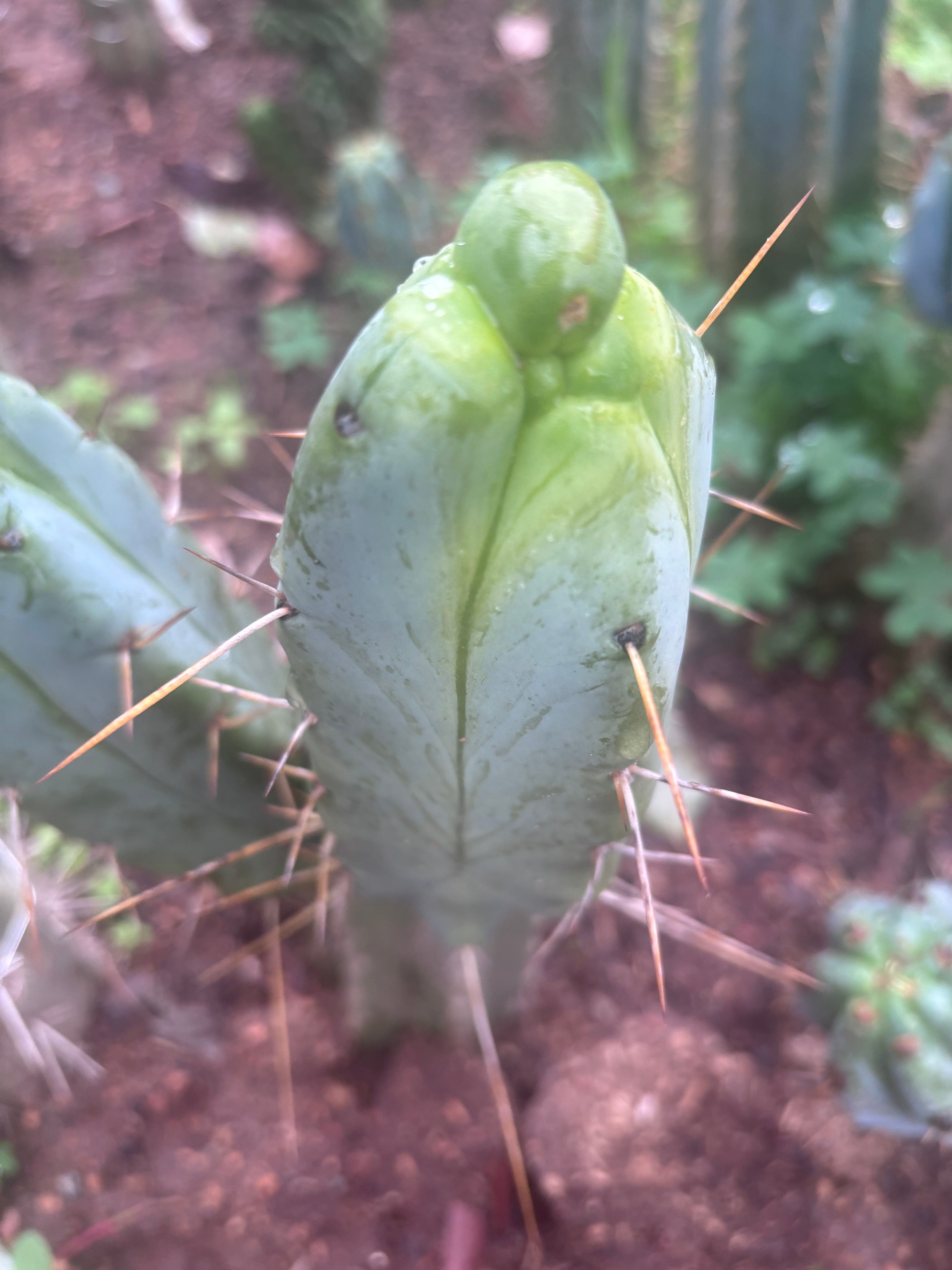 💎👑💎🌶️ Monster De Cota Cota — 8” Pup