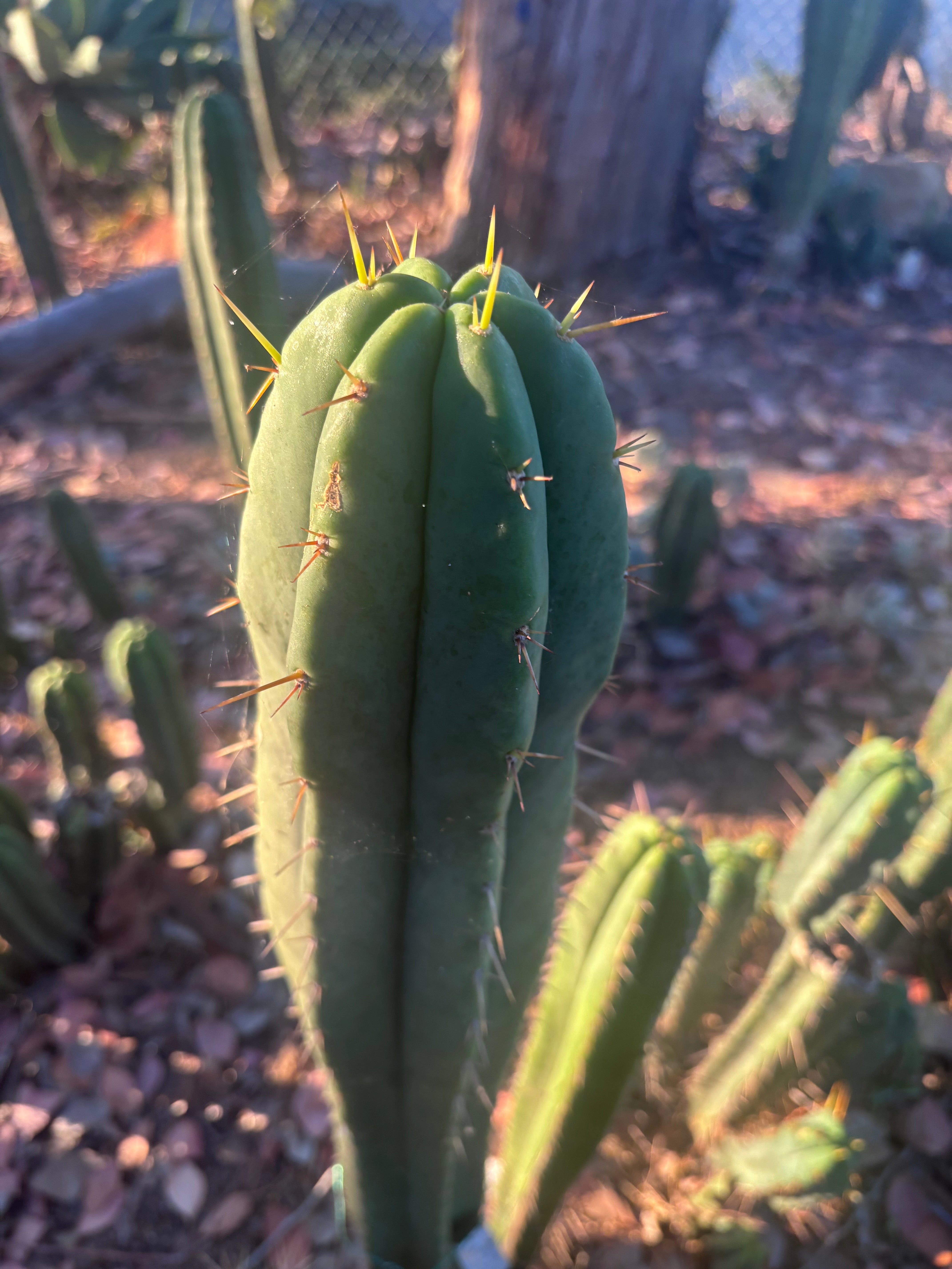 👑🌶️ Malo4 (F2)  — Fat 10” Tip