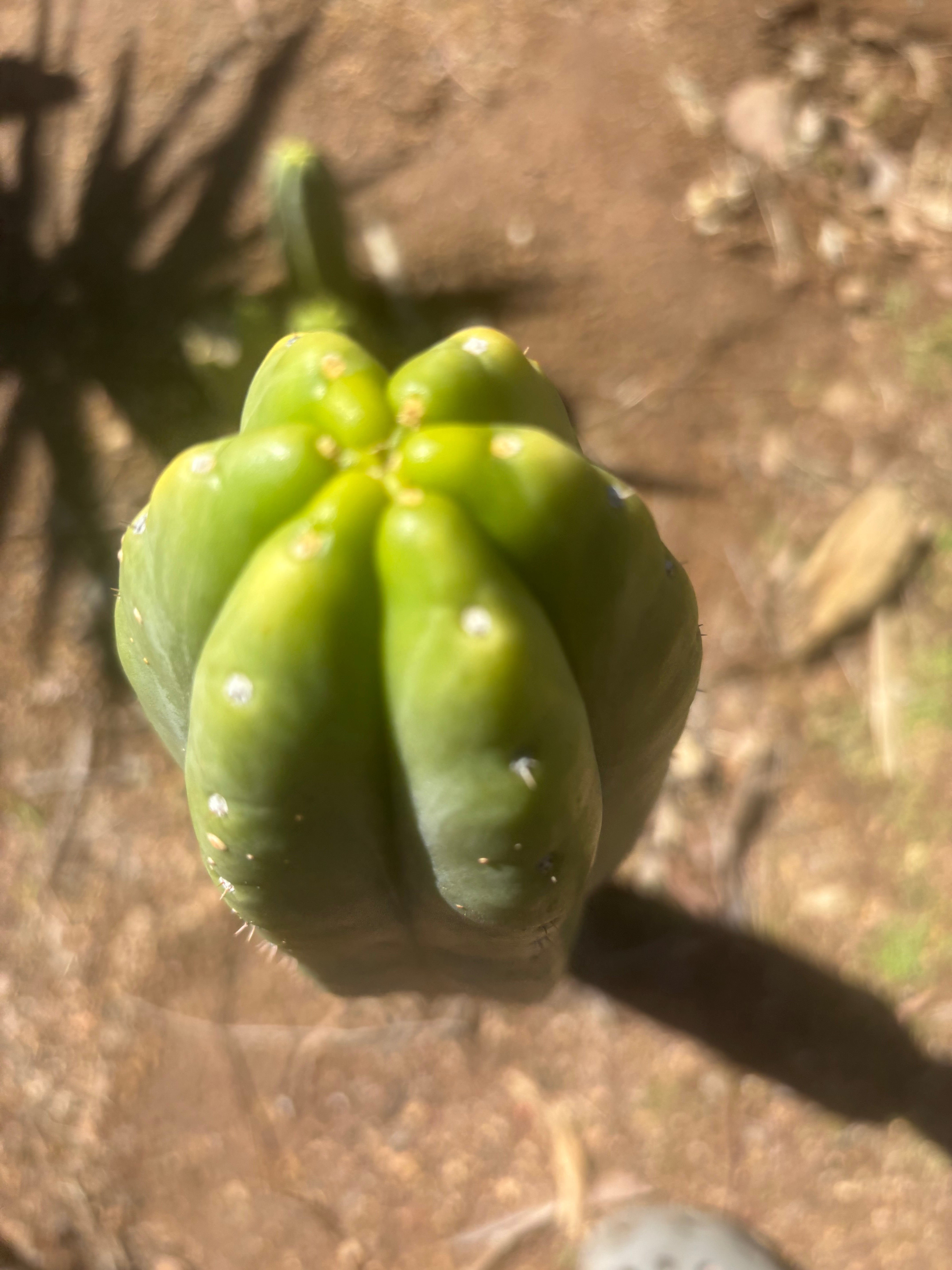 👑💎🌶️ “Lil Inca” / JN08.2379M  — Chunky 5.5” Tip