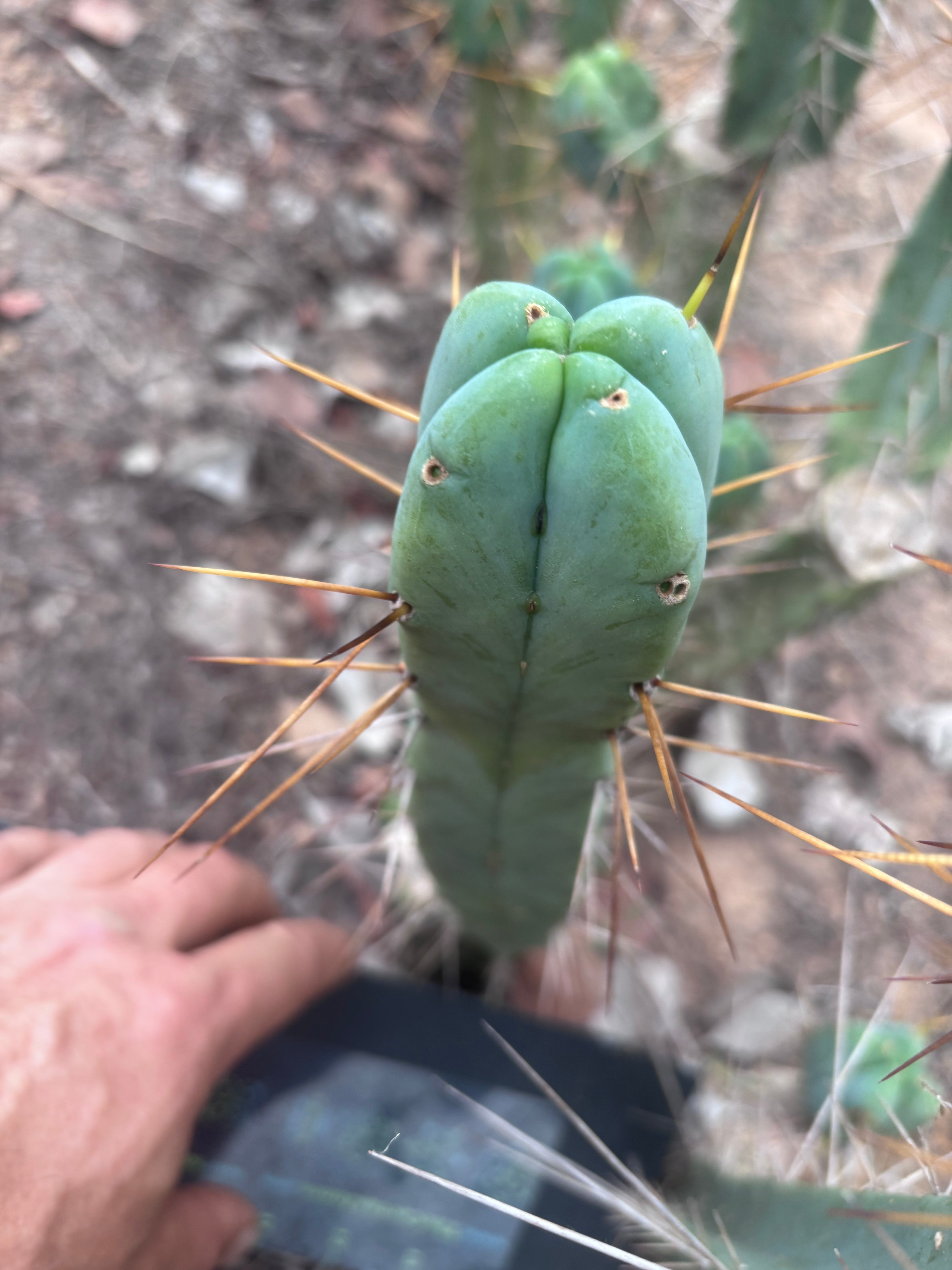 💎👑🌶️  La Paz  — 10” Fourwang Pup