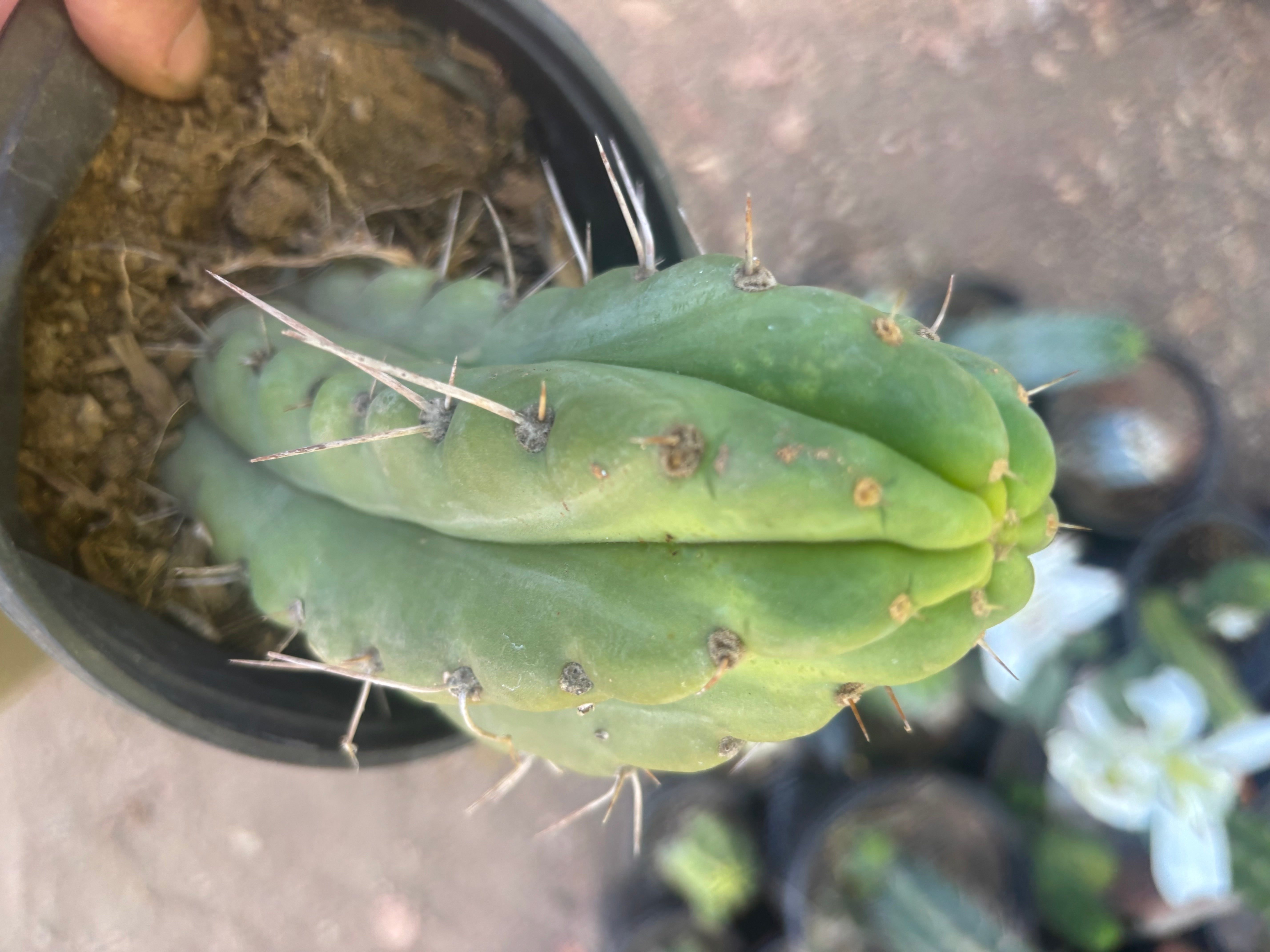 💎🌶️🌶️ NOM — Fully Rooted Grenade