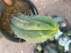 💎🌶️🌶️ NOM — Fully Rooted Grenade
