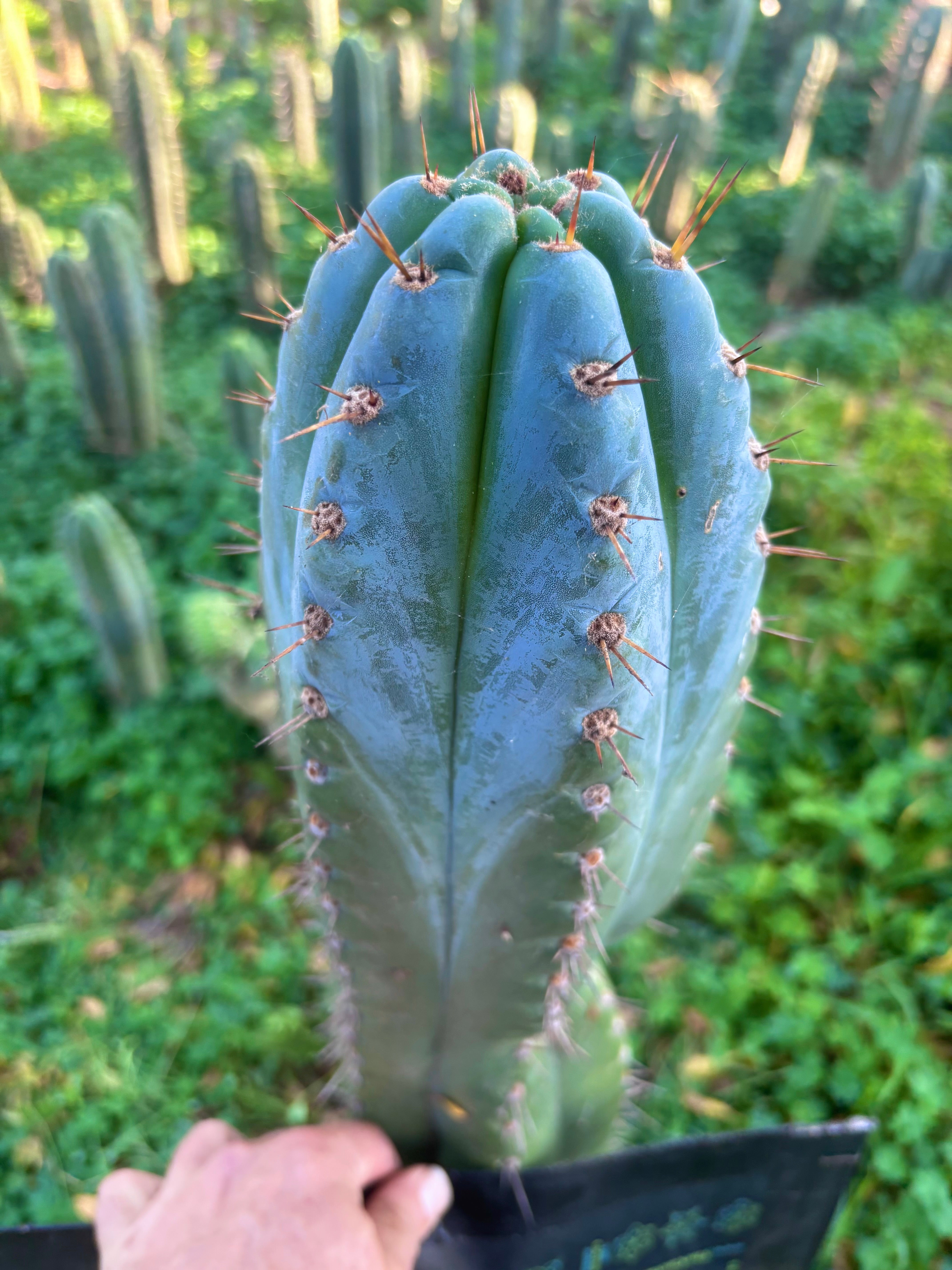 💎👑💎 Papa Smurf — XXL 14” Tip