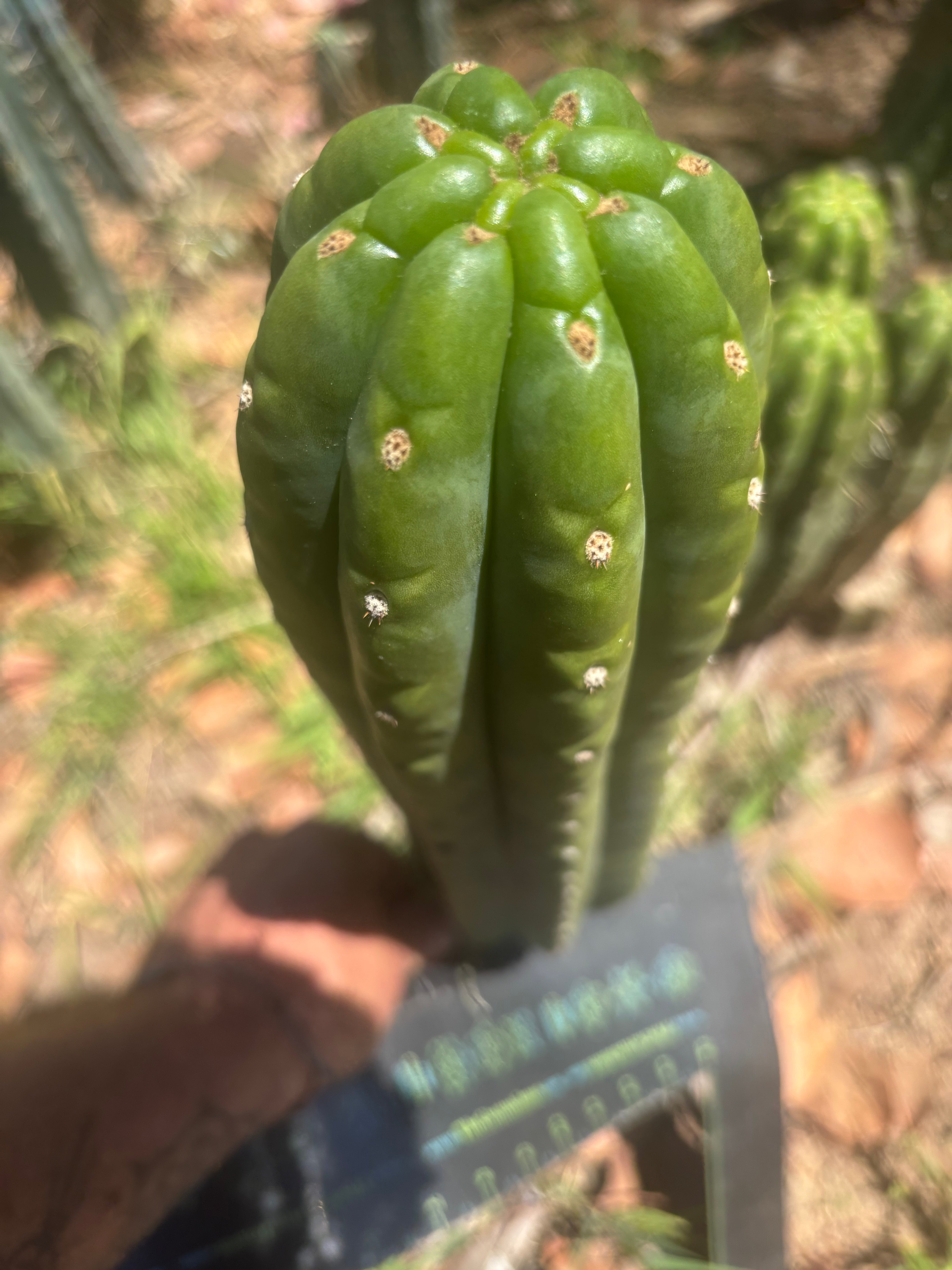 💎👑🌶️ The Field’s Pachanoi — XL 15” Pup