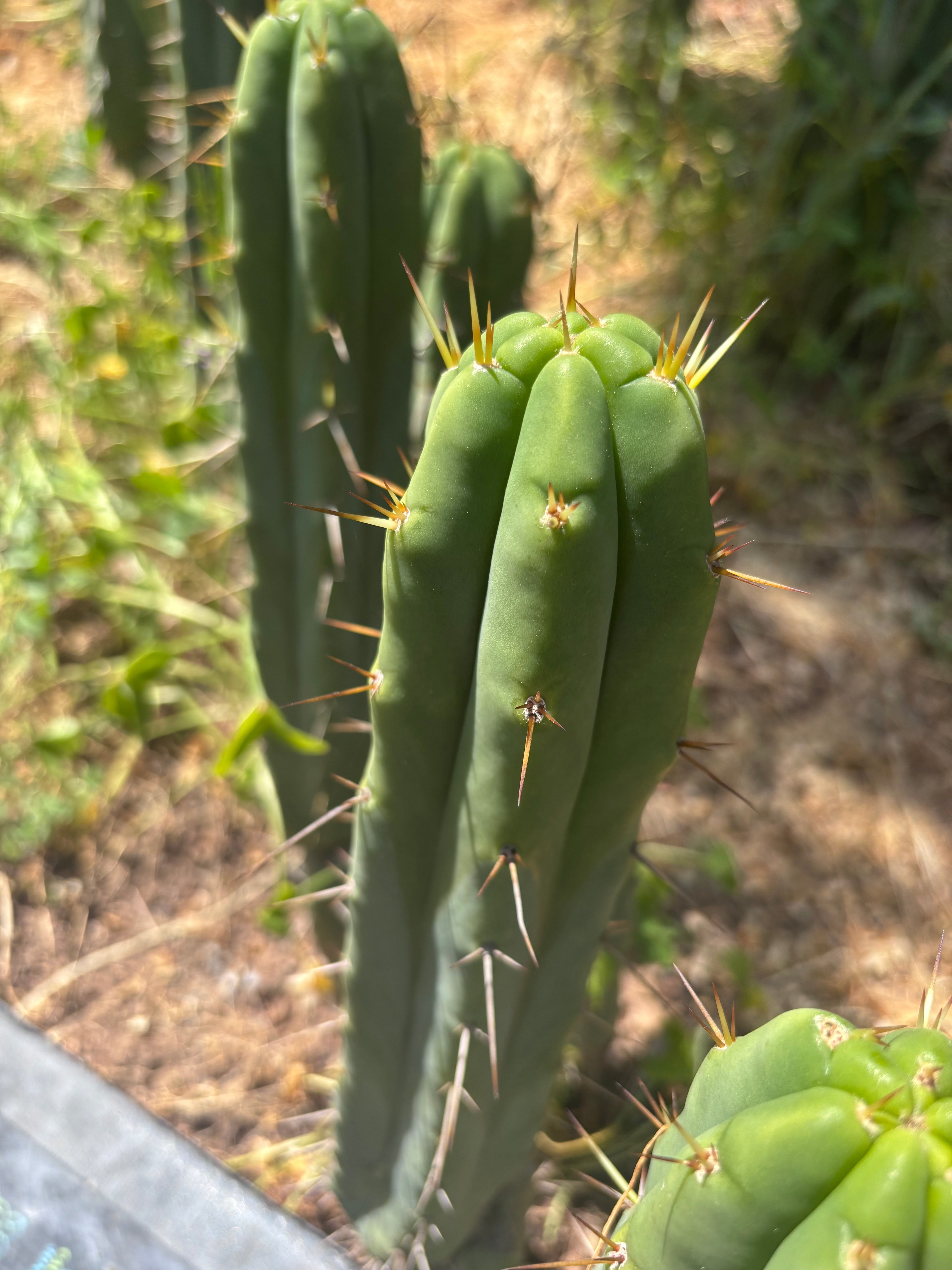 👑🌶️ Exotic Gardens — 10” Pups